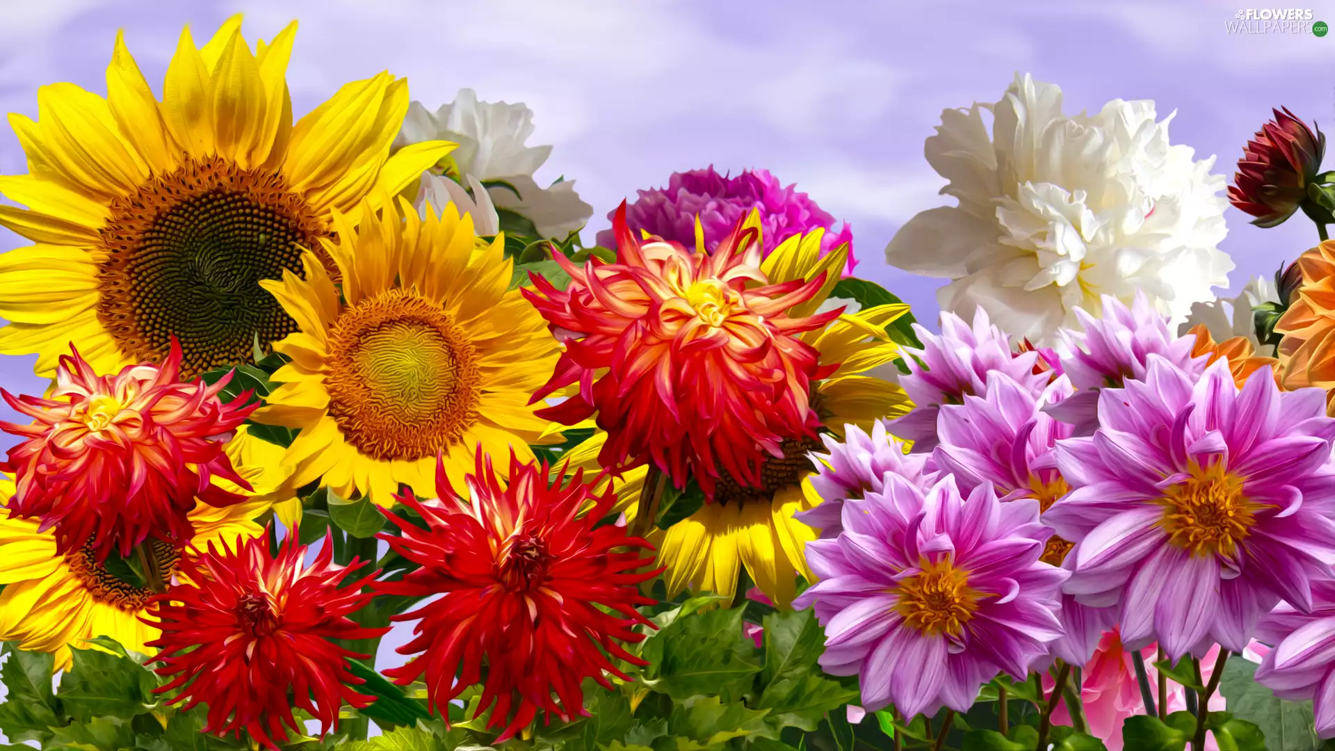 peony, graphics, dahlias, Sunflower, Flowers