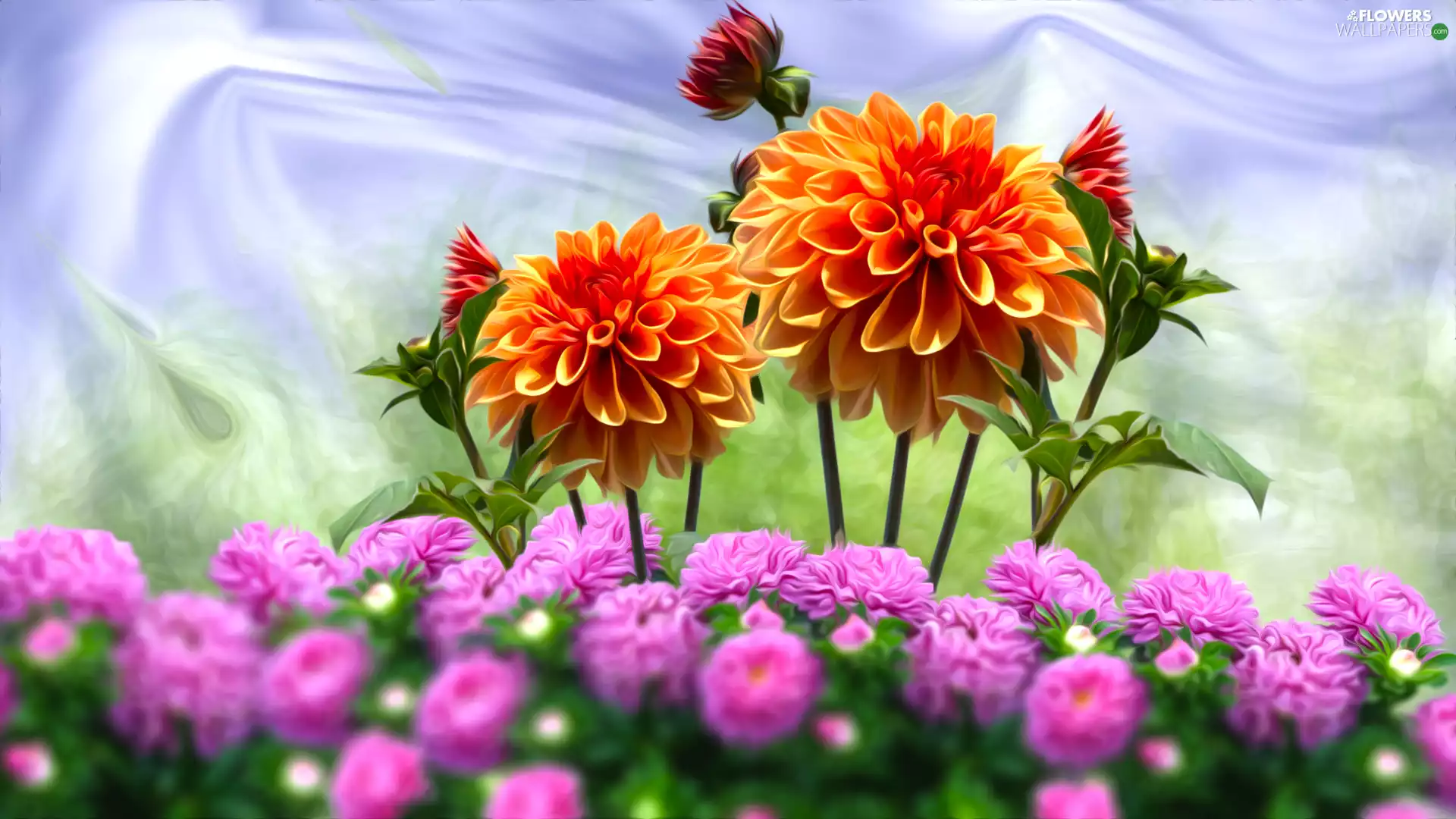 graphics, Flowers, dahlias