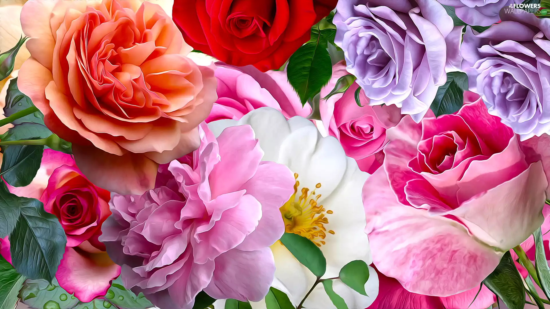 roses, graphics, developed, Flowers, color