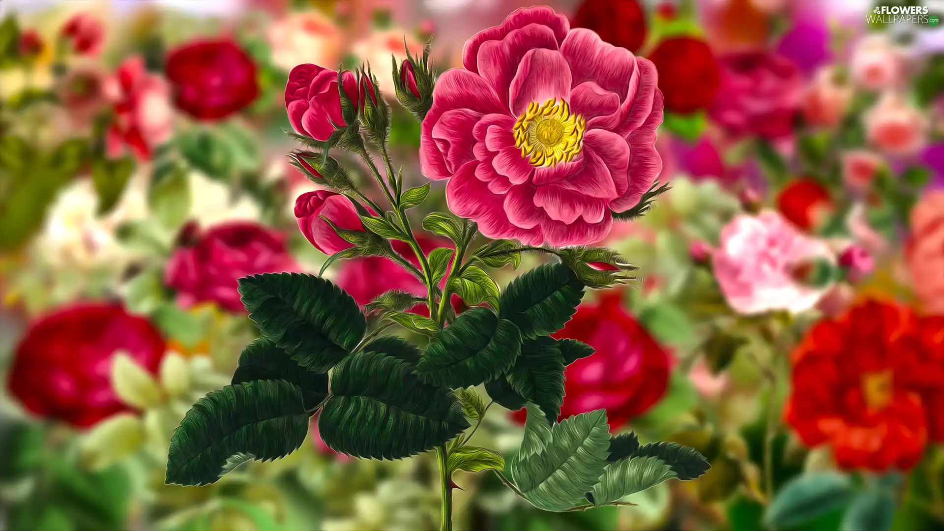 Buds, graphics, developed, rose, Flowers