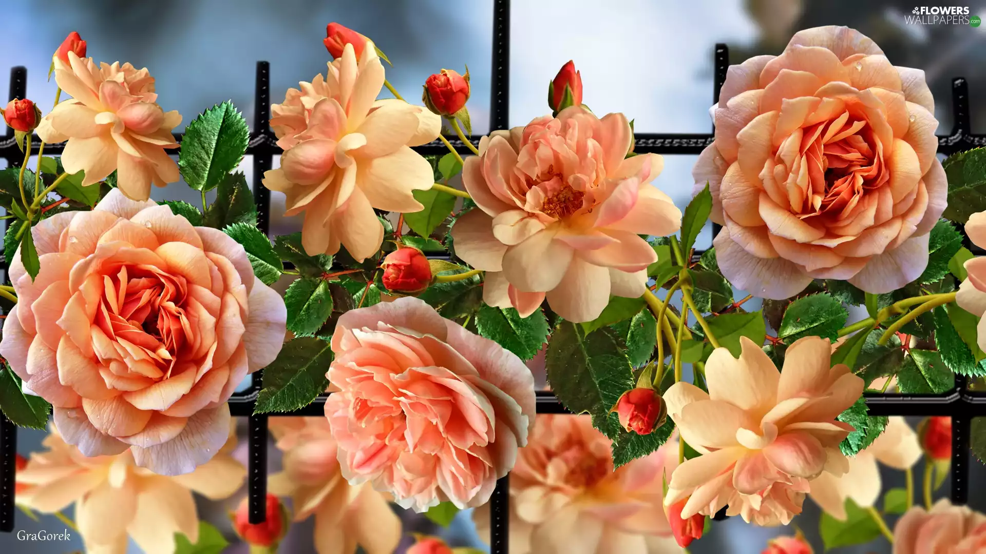 roses, graphics, developed, tea, Flowers