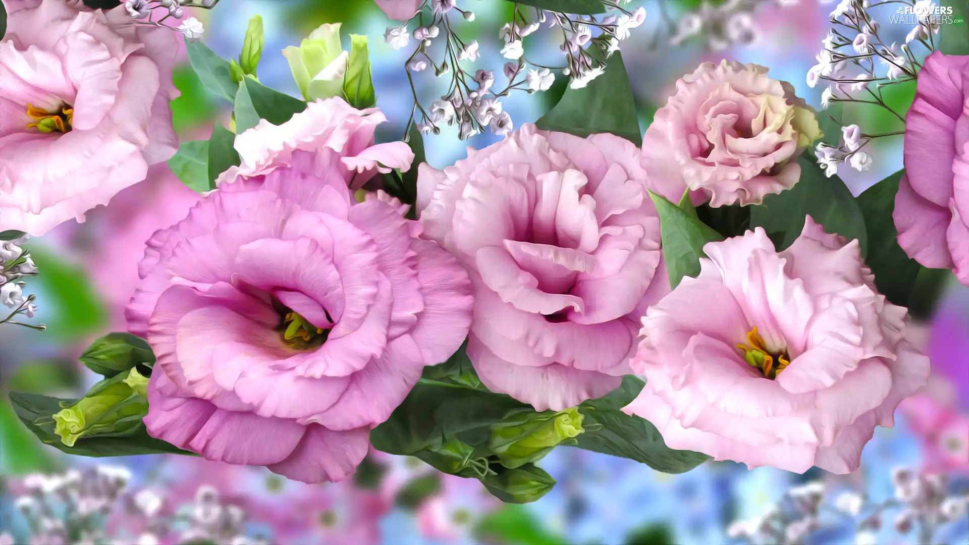 graphics, Flowers, Eustoma