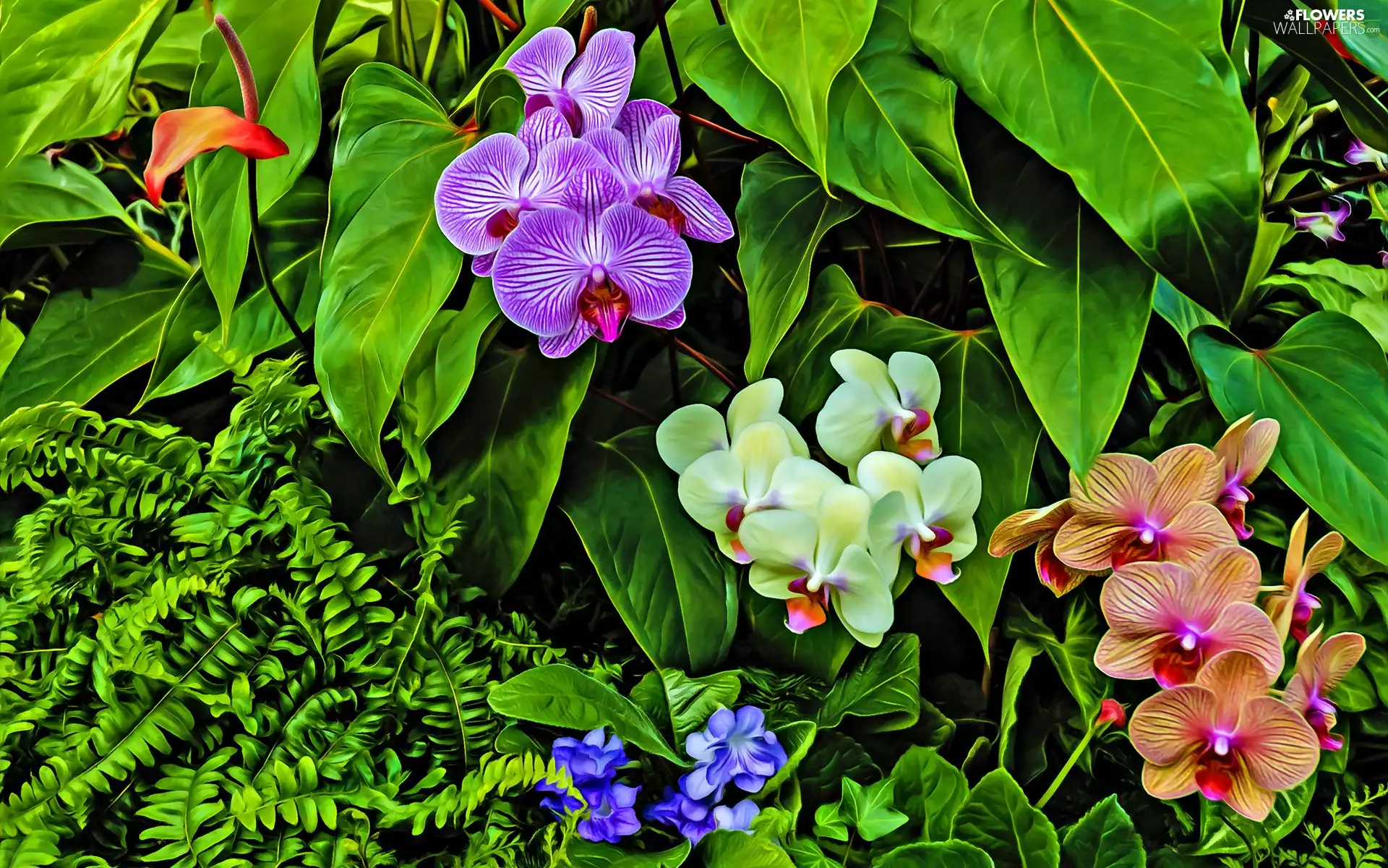 graphics, orchids, fern
