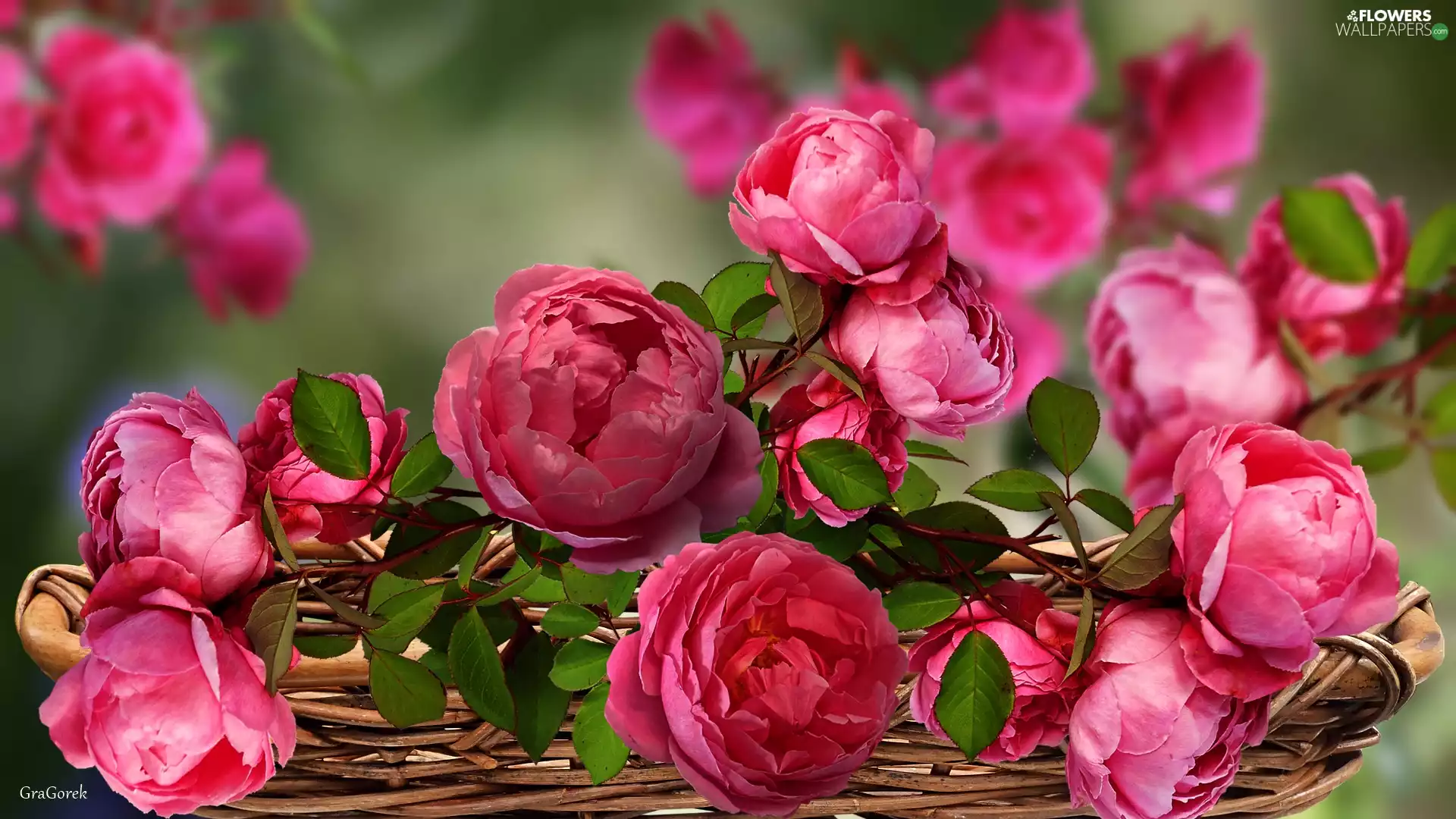roses, graphics, Flowers, Pink, basket
