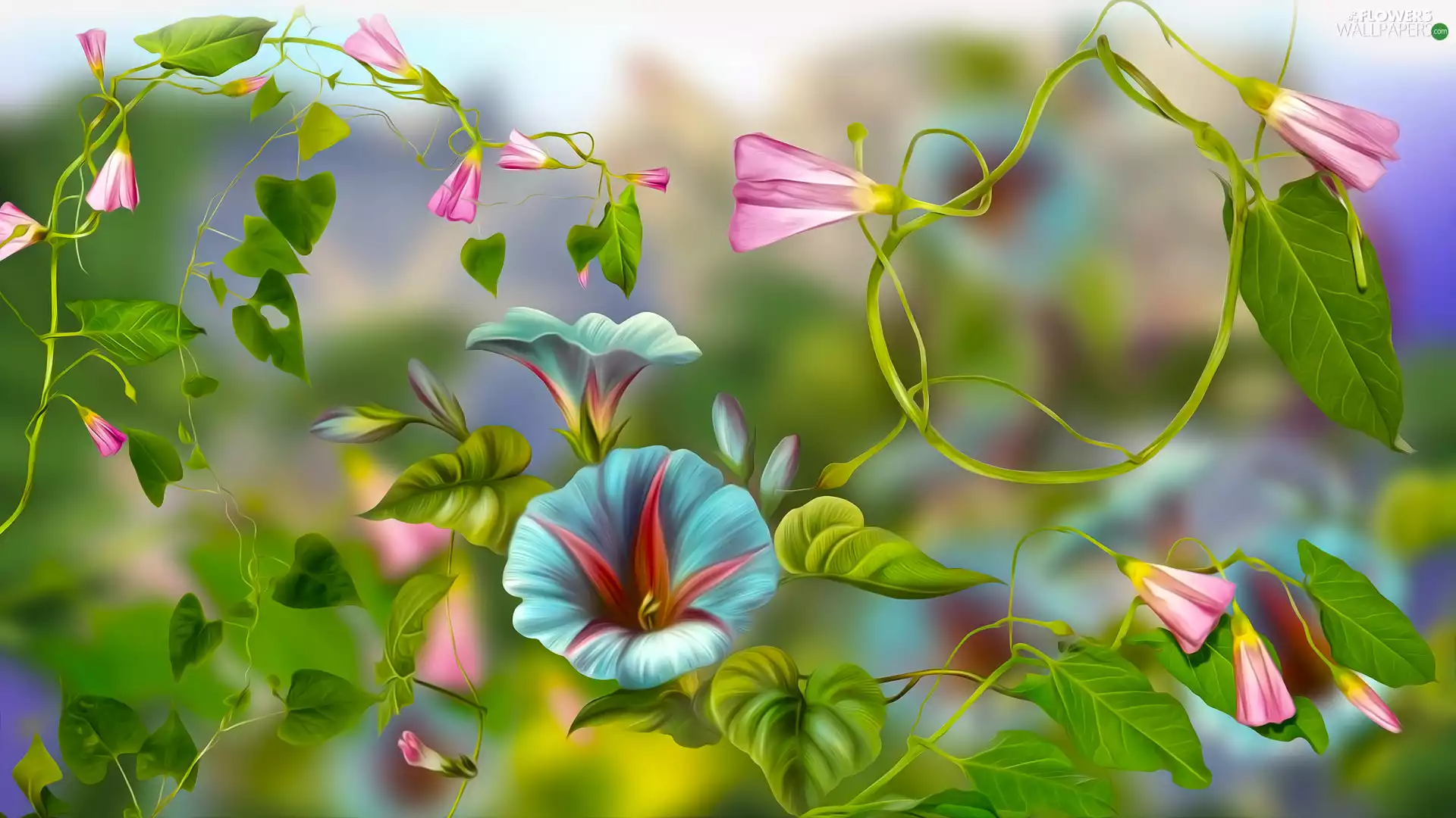 graphics, bindweed, Flowers