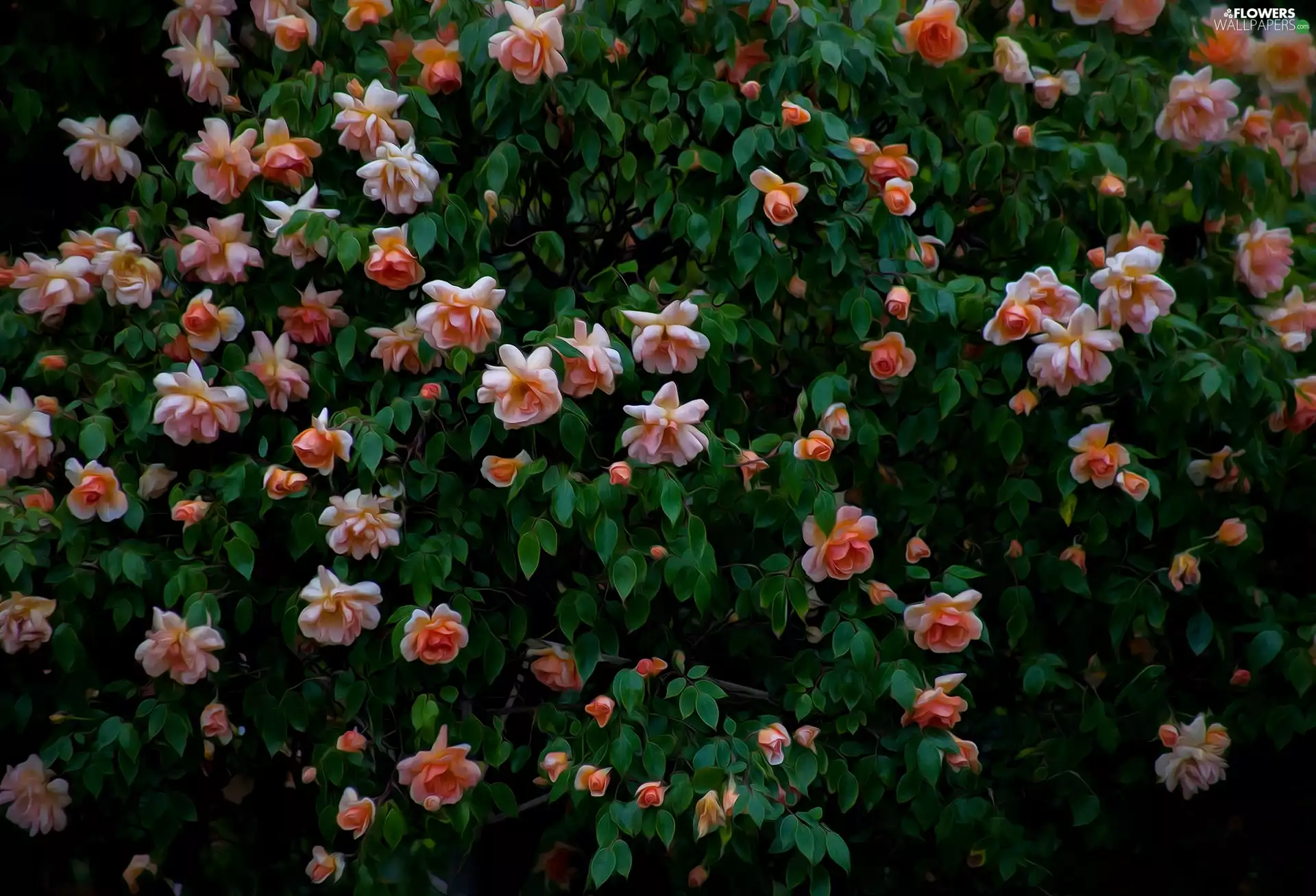 leaves, graphics, Flowers, roses, Bush