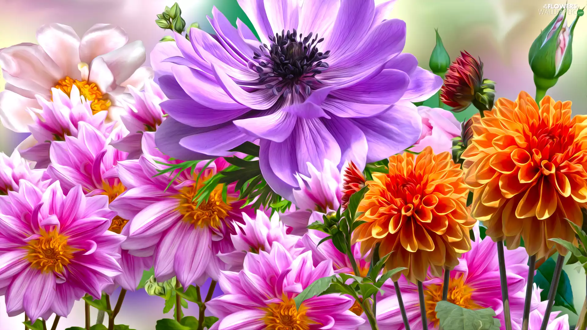 anemone, graphics, Flowers, dahlias, color