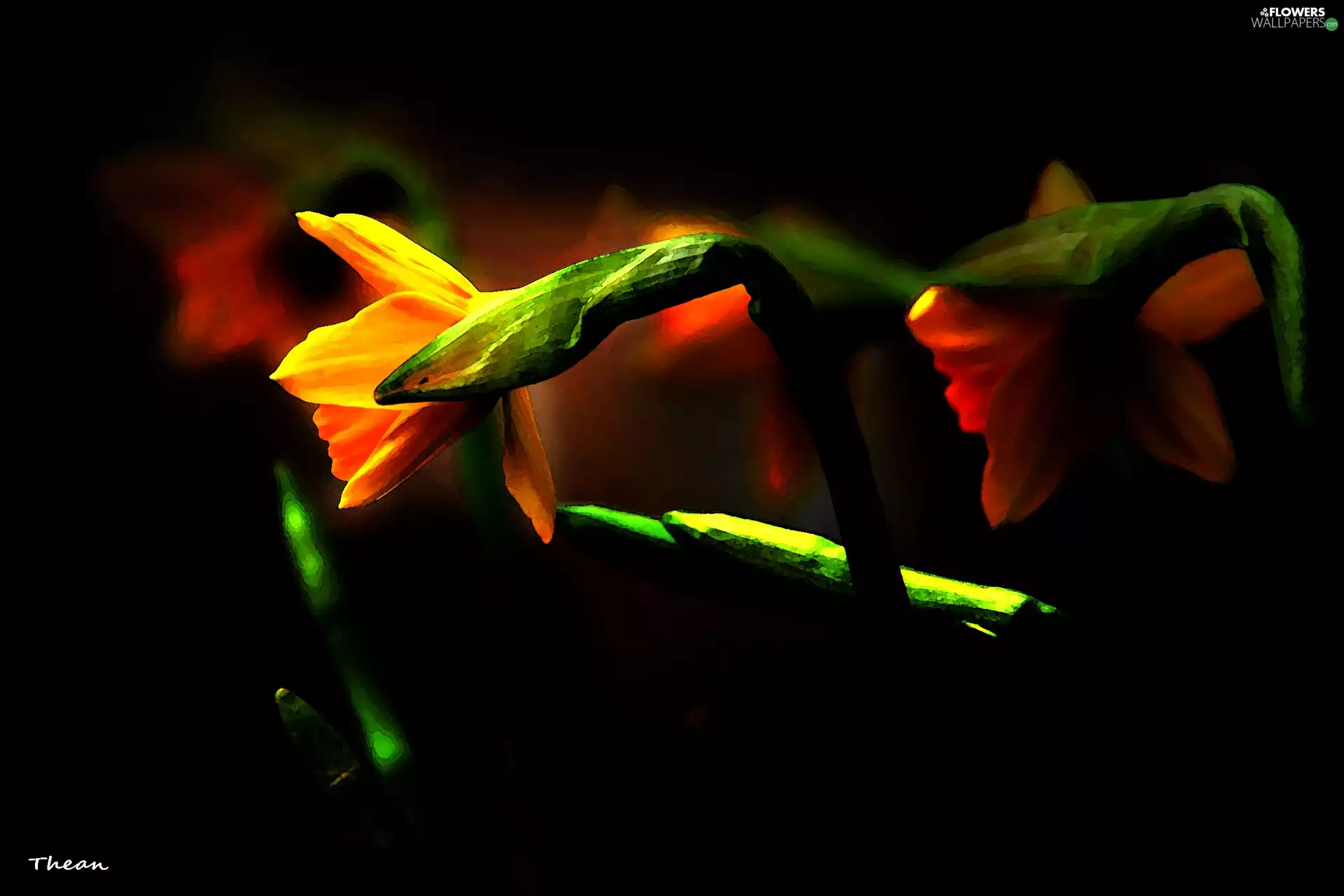 graphics, Daffodils, Flowers