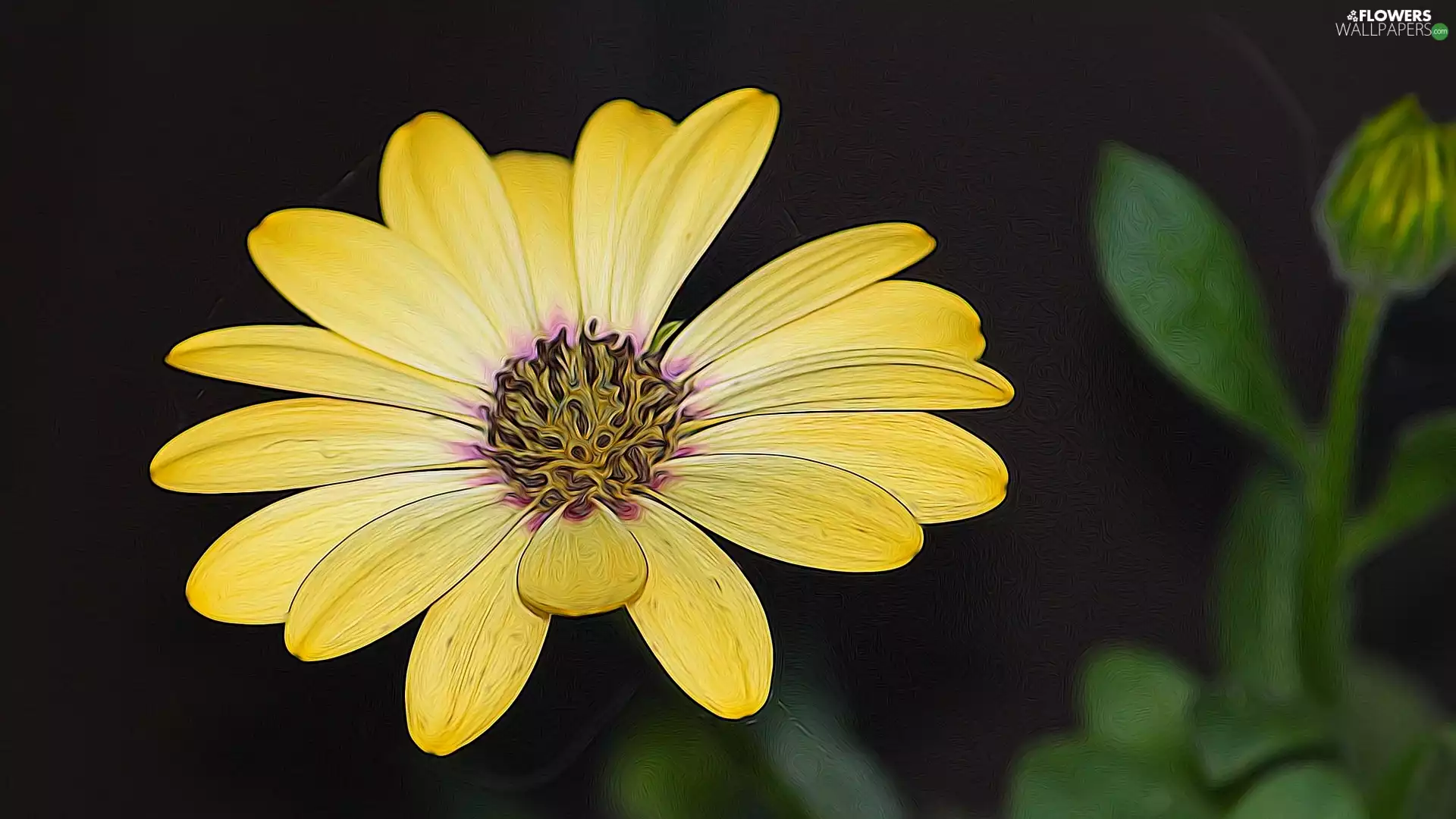 Yellow, African Daisy, graphics, Colourfull Flowers