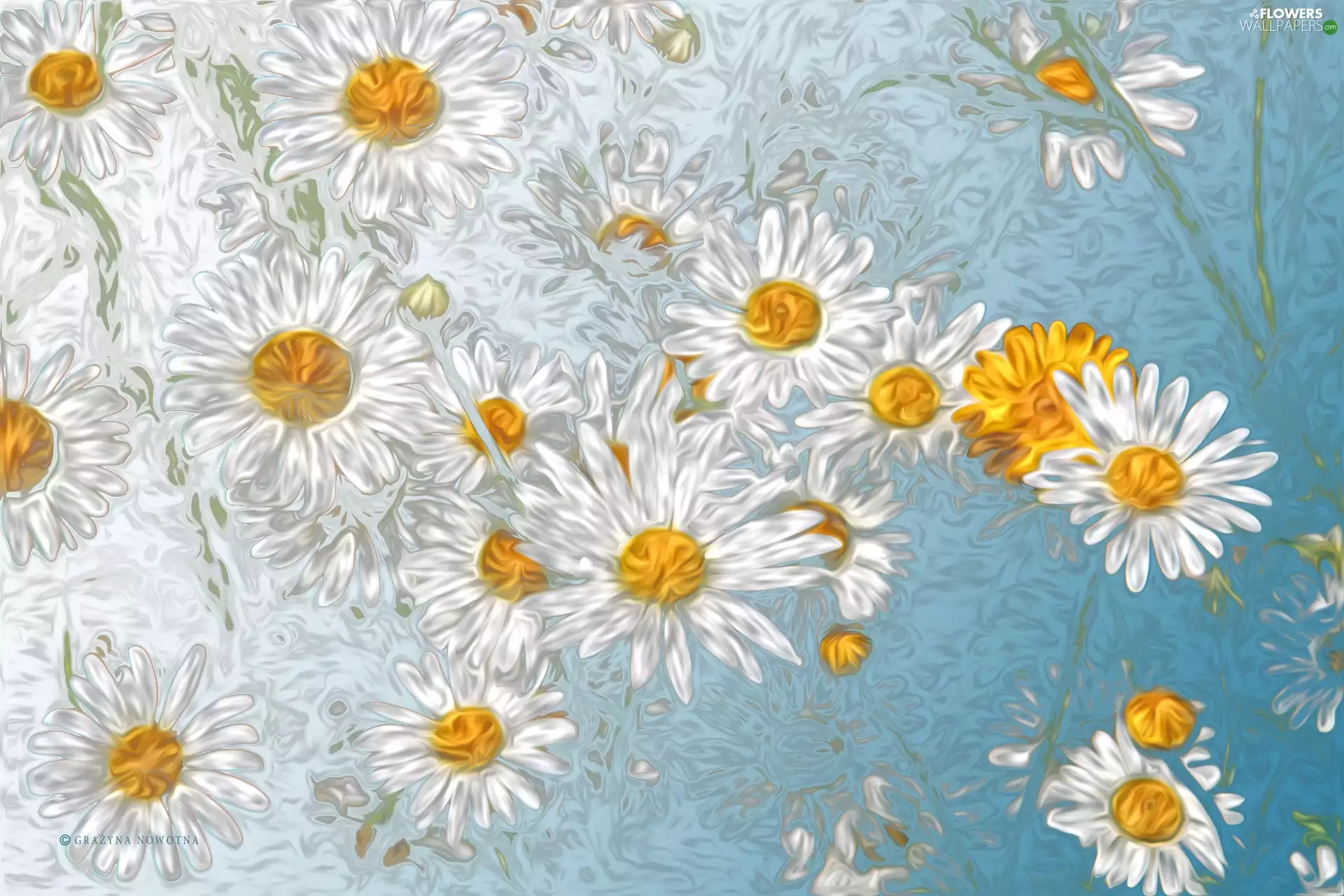 graphics, daisy, Flowers