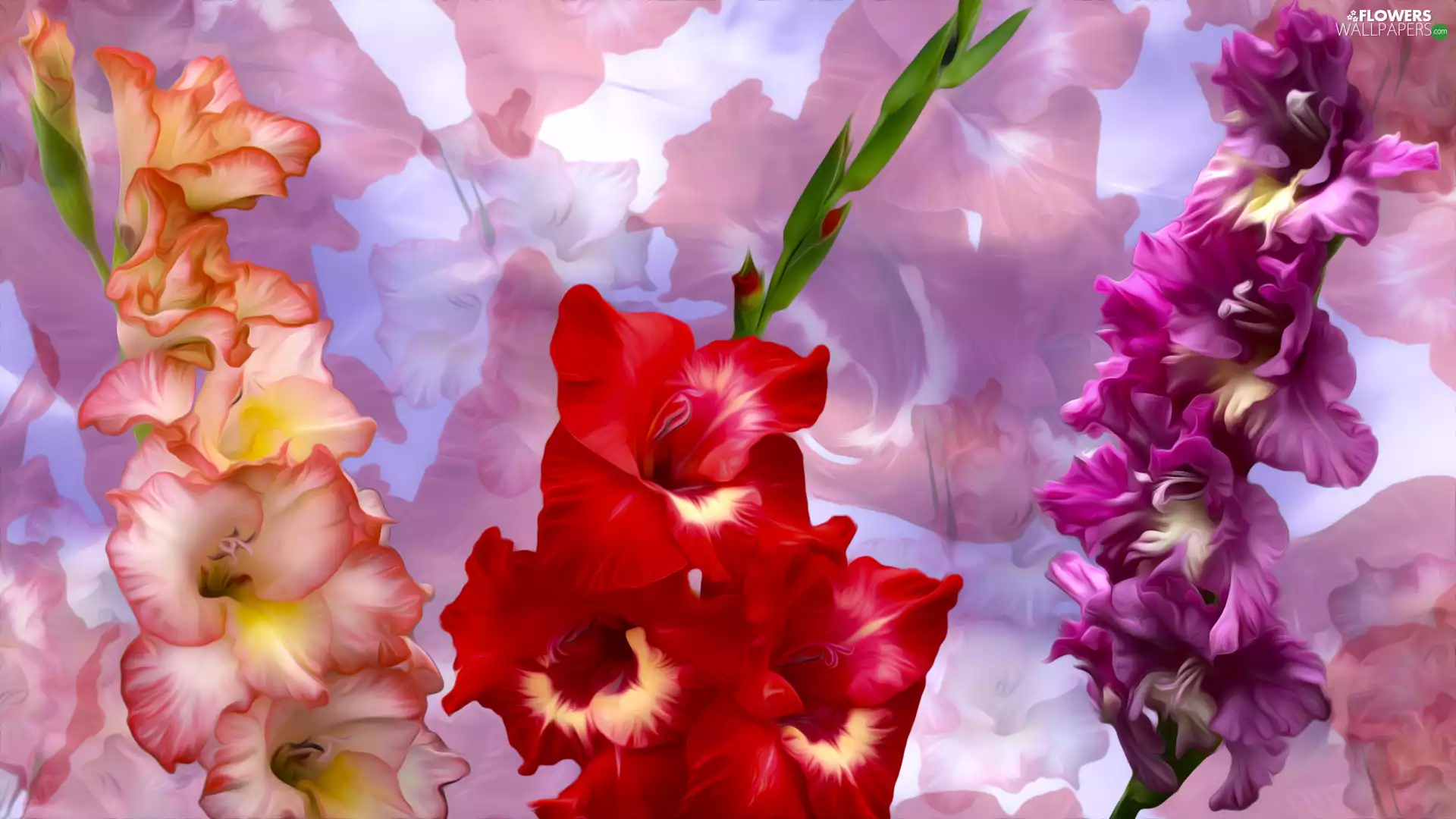 graphics, gladioli, Flowers