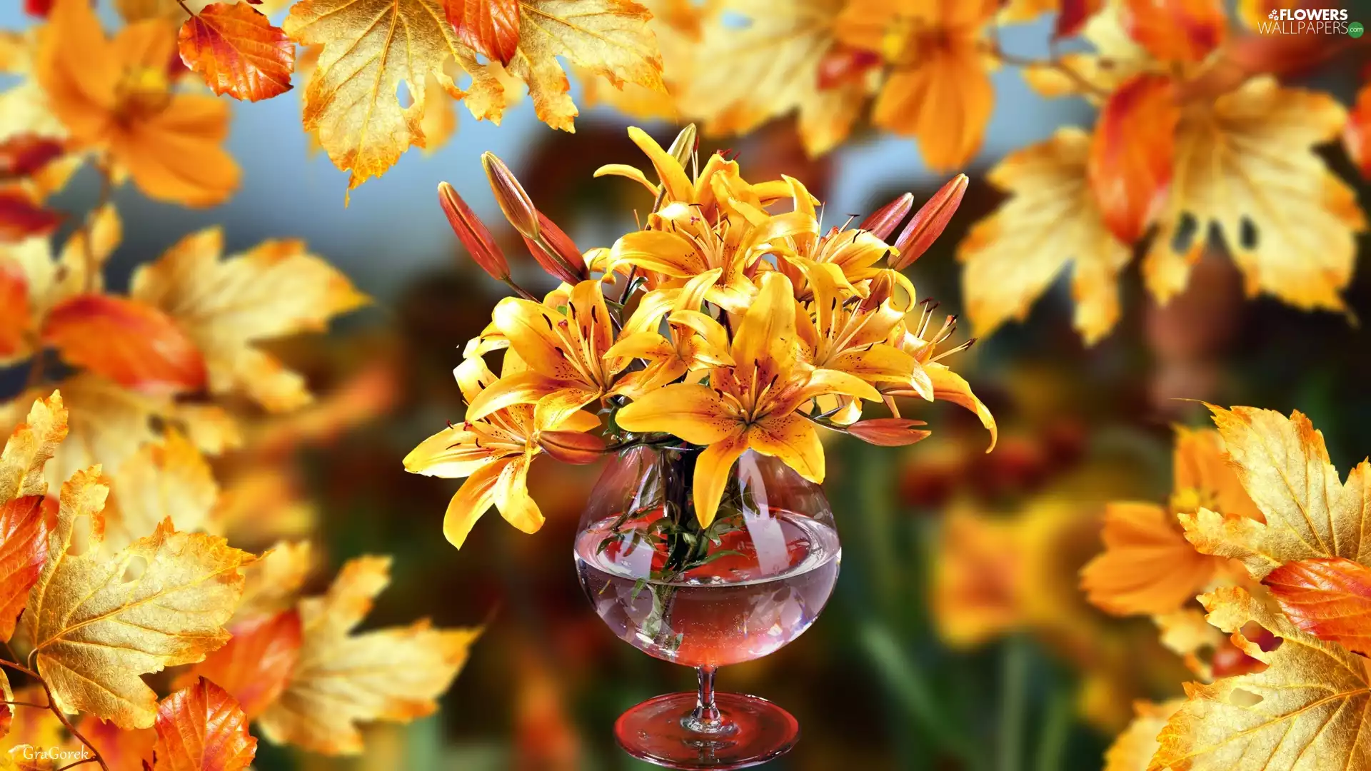 glass, graphics, Flowers, lilies, Leaf