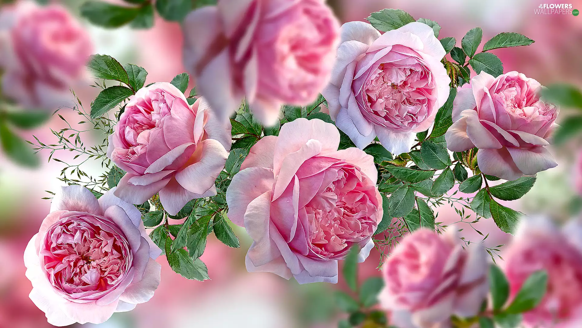 leaves, graphics, Flowers, roses, Pink