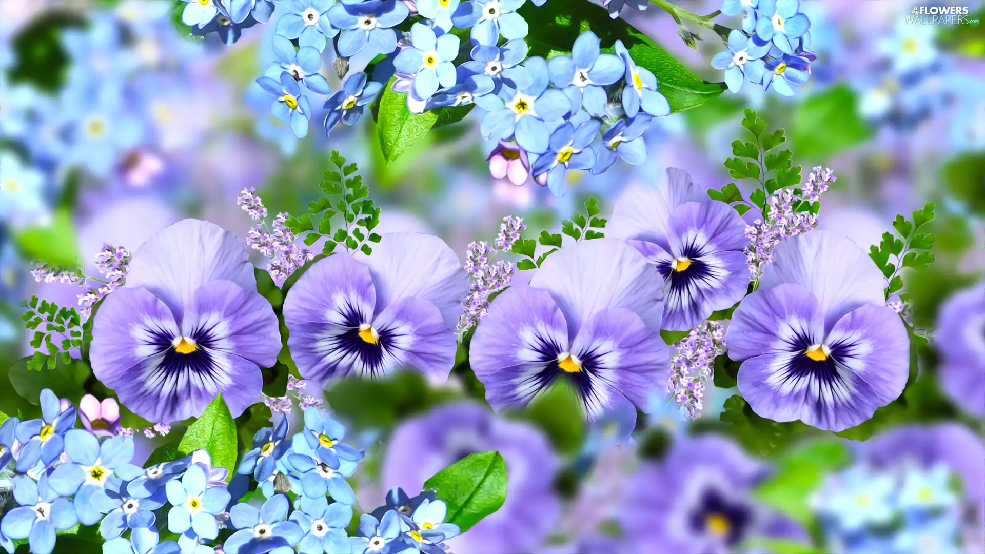 graphics, pansies, Forget