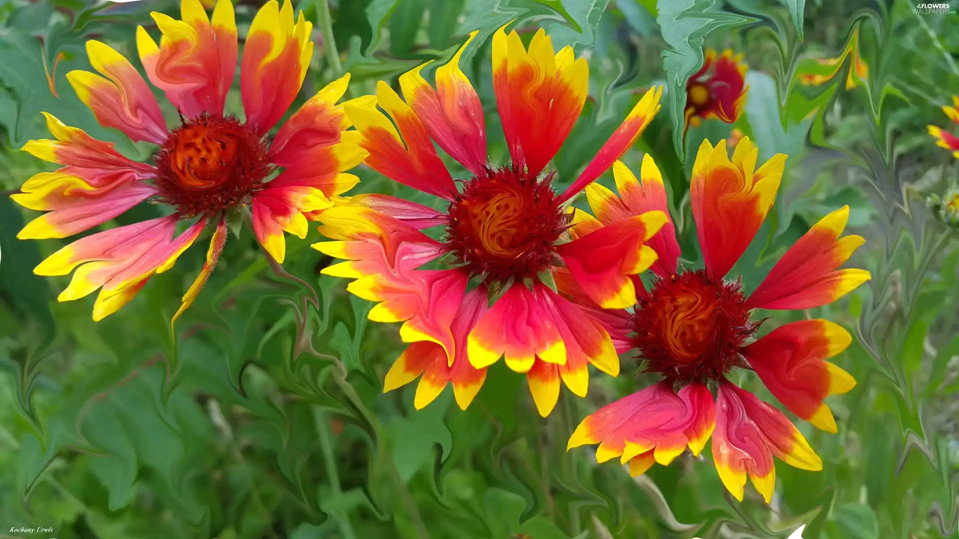 gaillardia aristata, Computer Graphics