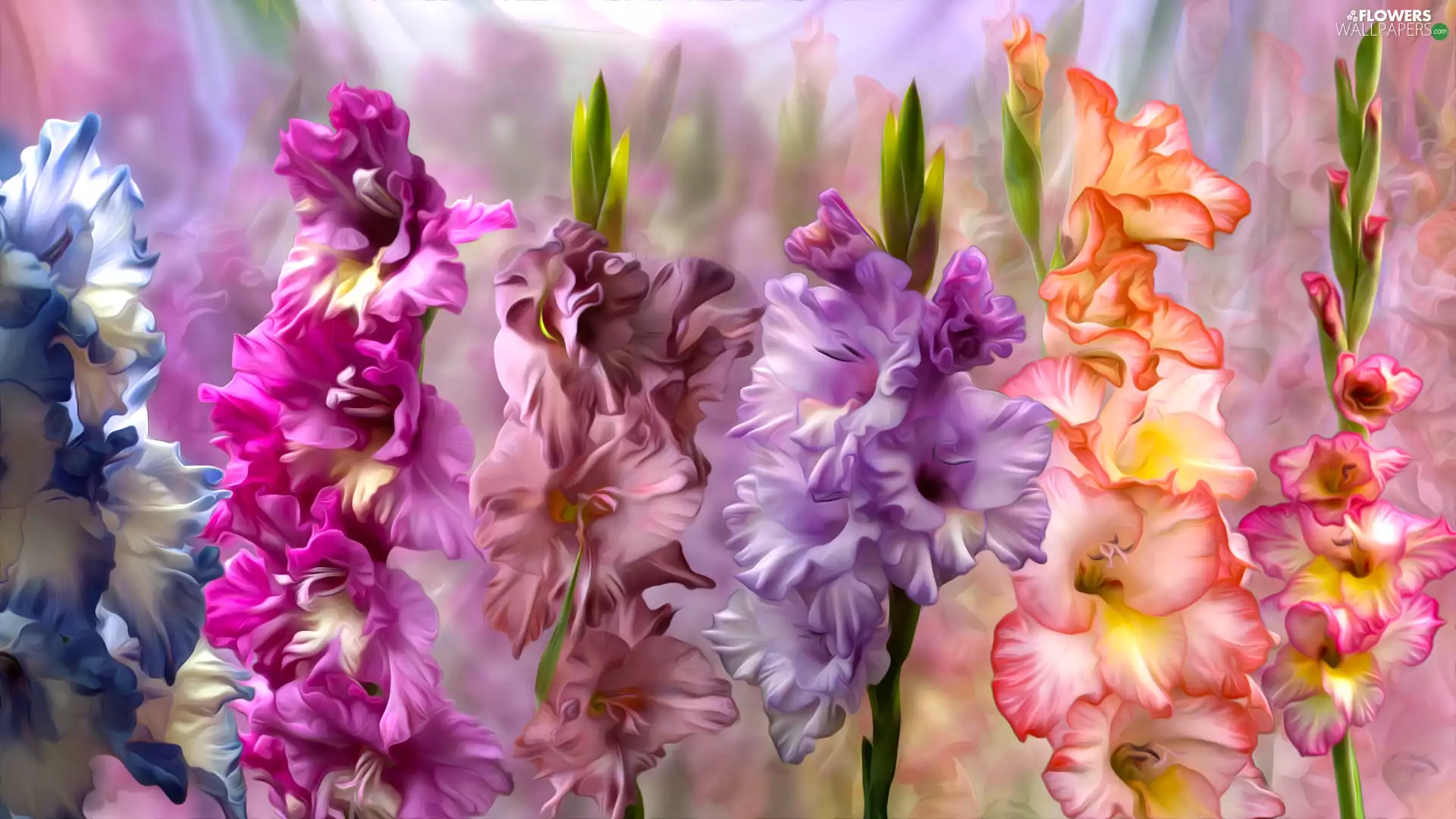 graphics, color, gladioli