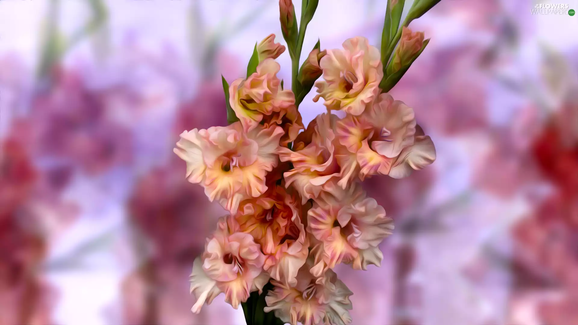 graphics, Flowers, gladioli