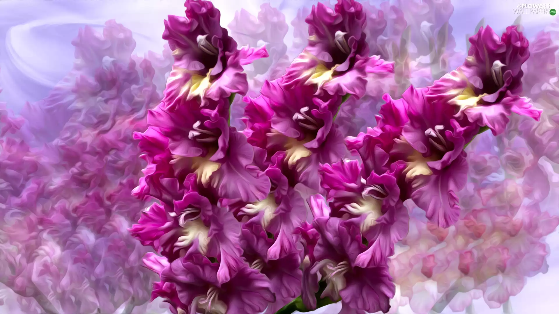 graphics, Flowers, gladioli