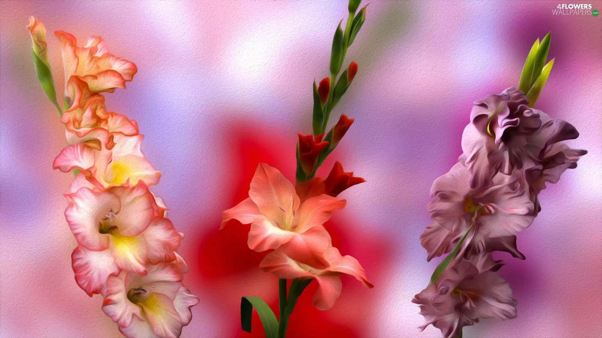 graphics, Three, gladioli