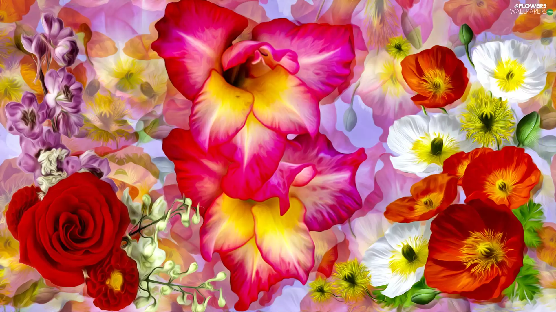 rose, graphics, gladiolus, papavers, Flowers