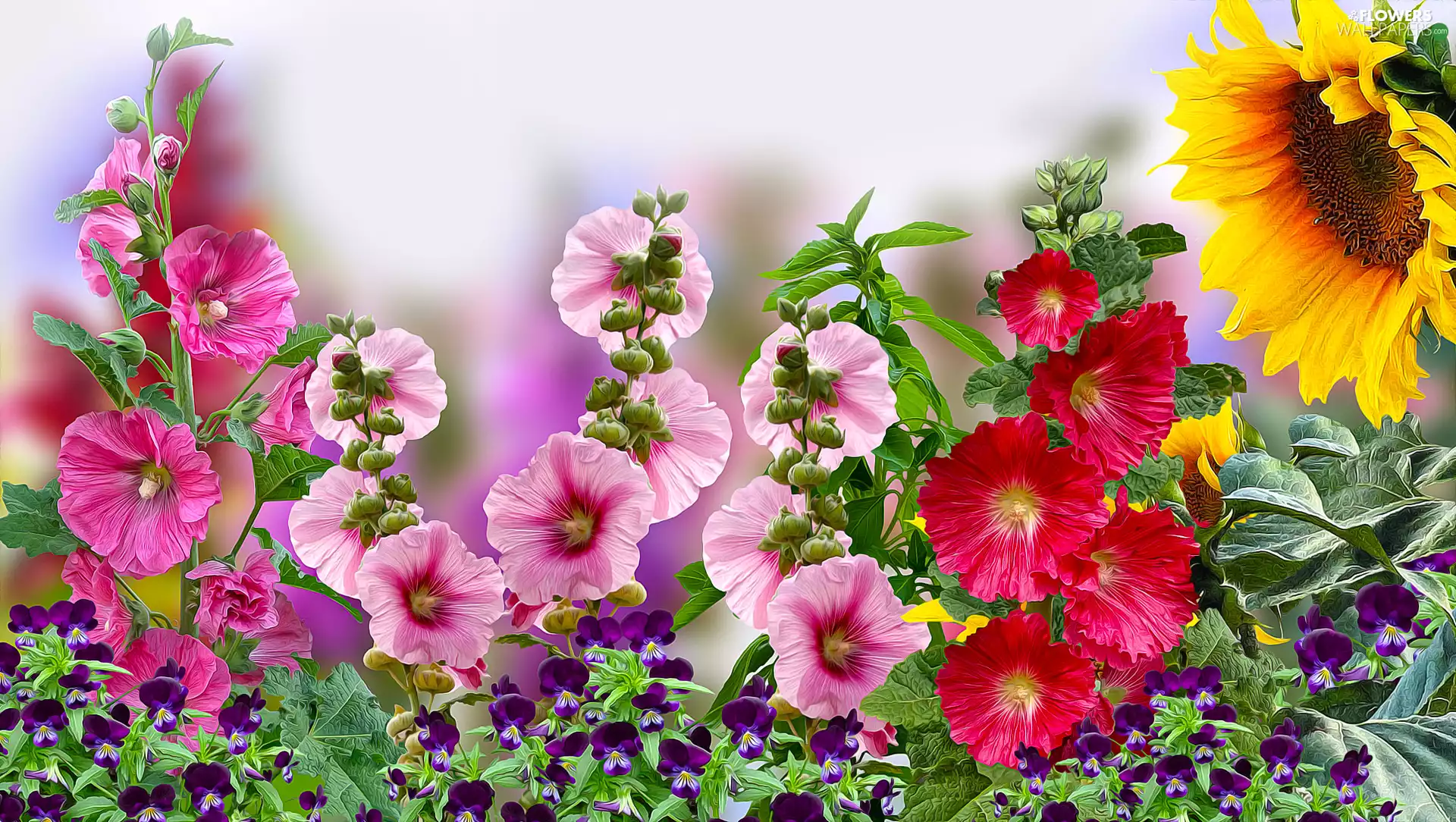 Sunflower, graphics, Hollyhocks, pansies, Flowers