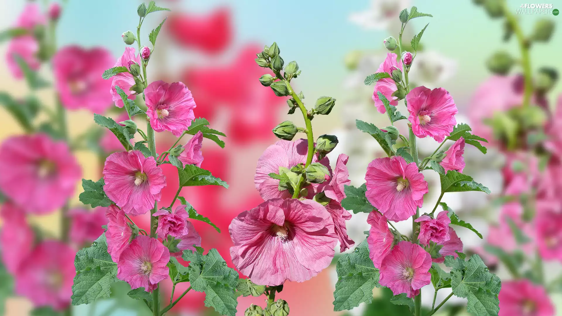 graphics, Flowers, Hollyhocks