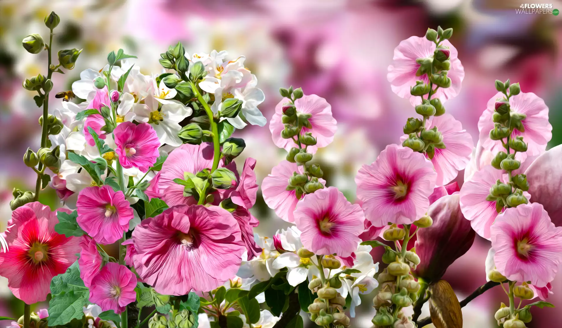 graphics, Pink, Hollyhocks