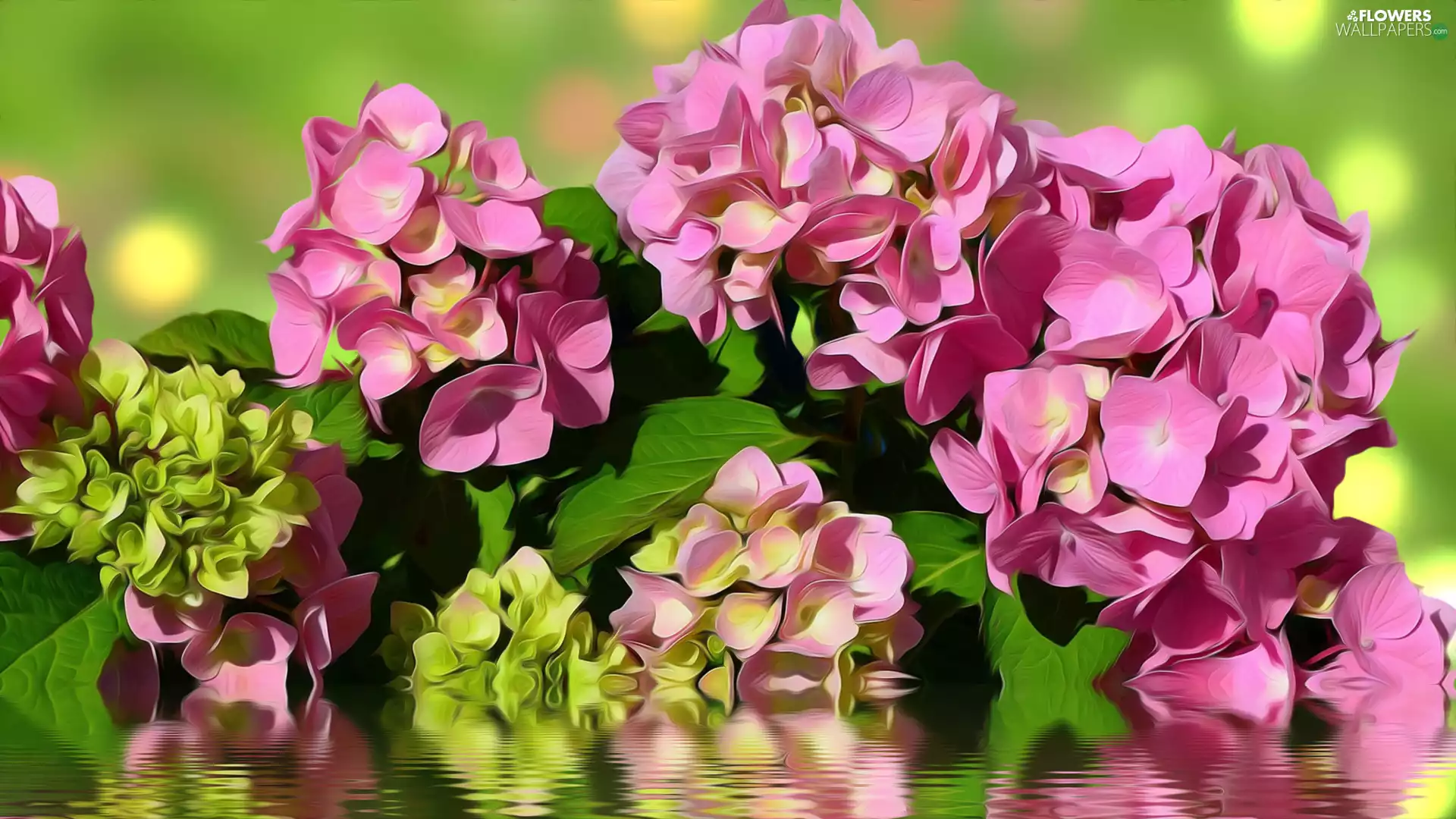 graphics, Flowers, hydrangea