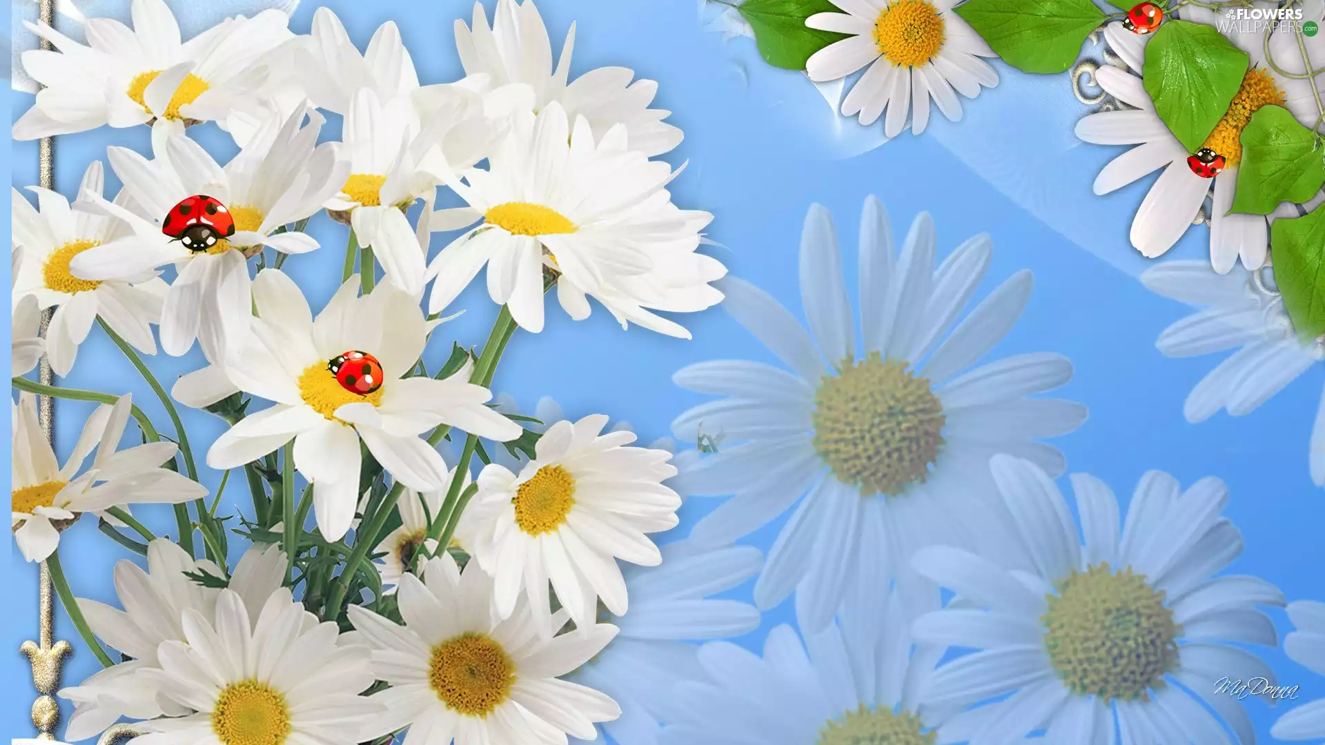 graphics, daisy, ladybugs