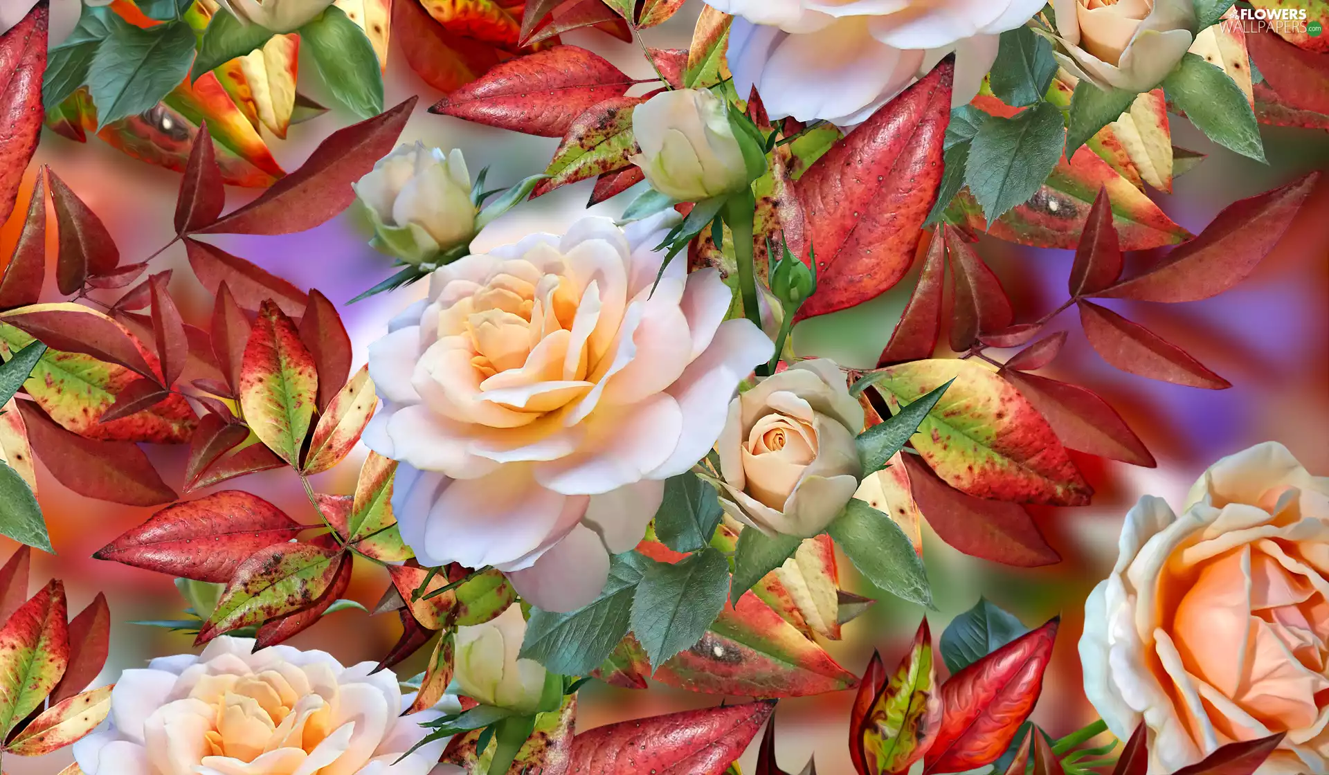 graphics, roses, Leaf