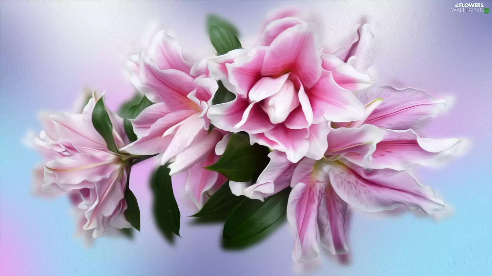 graphics, Flowers, lilies