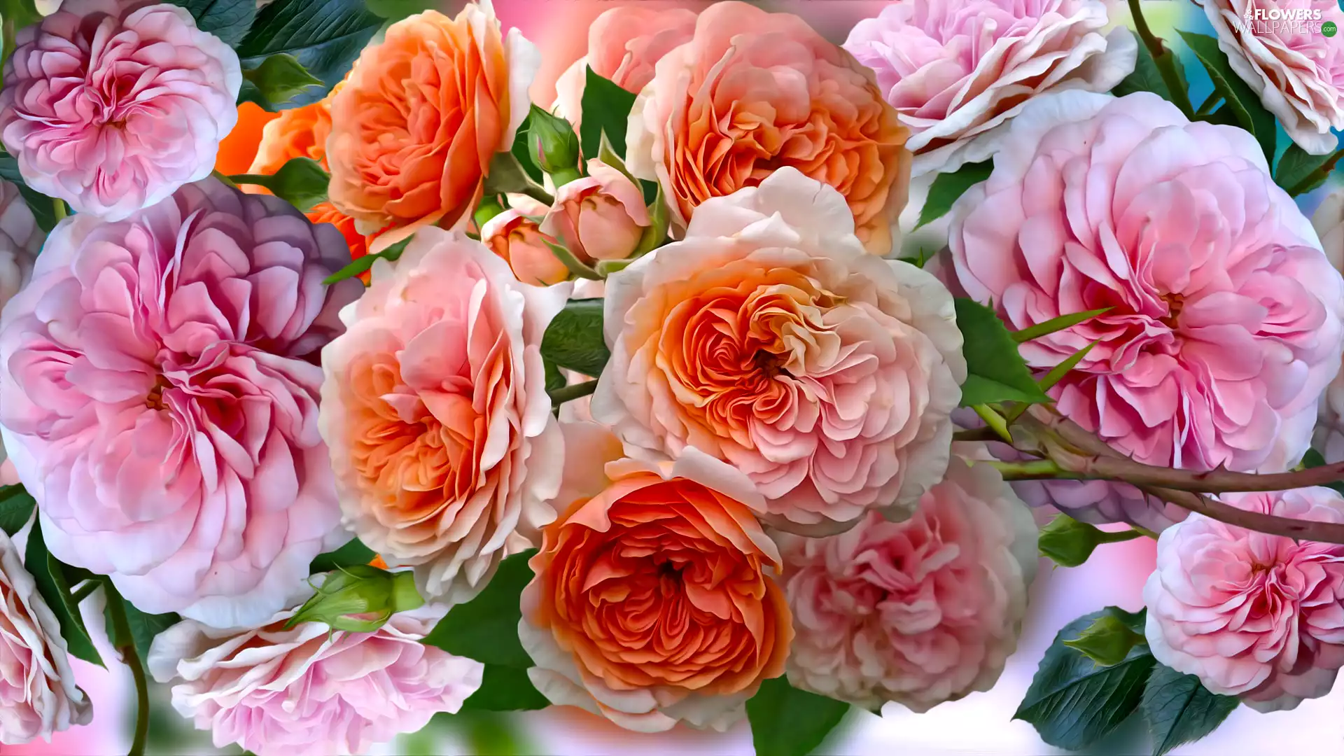 roses, graphics, Orange, Pink, Flowers