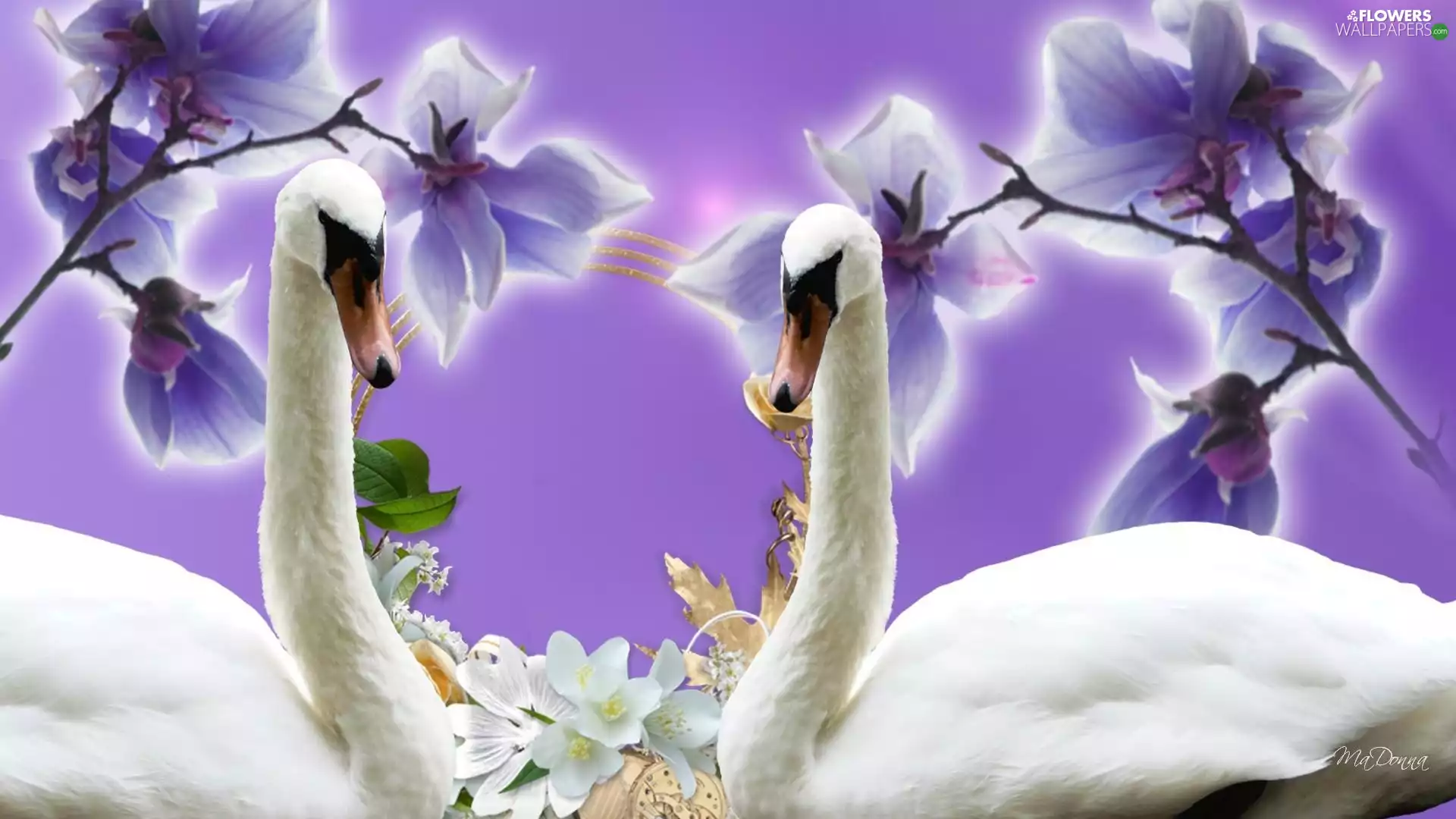 graphics, Swan, orchid