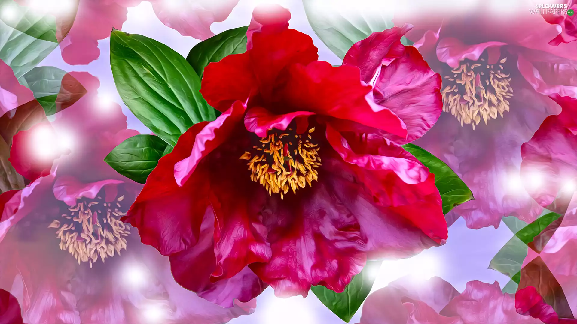 peony, graphics, Peonies, developed, Flowers