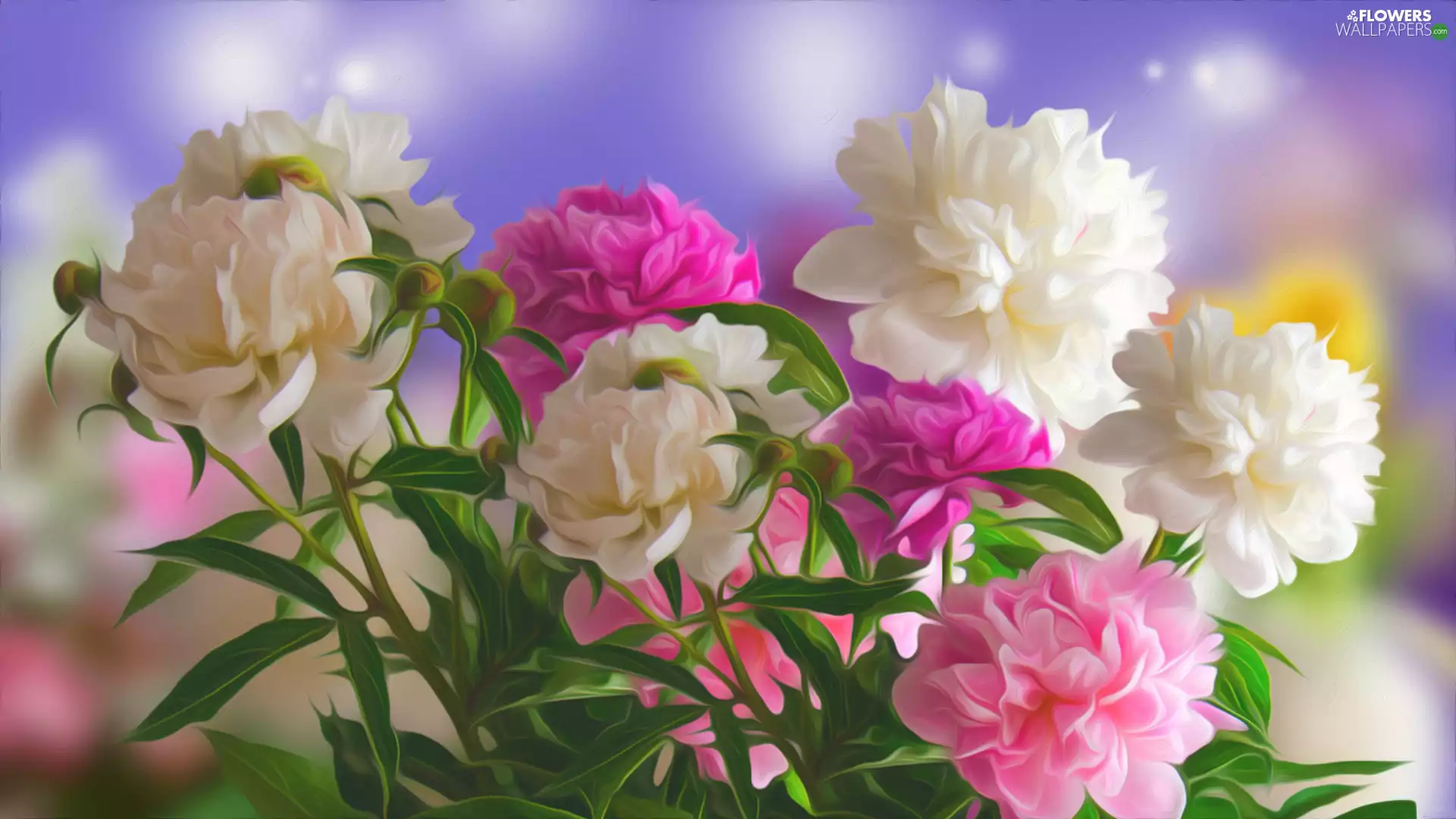 graphics, Flowers, Peonies