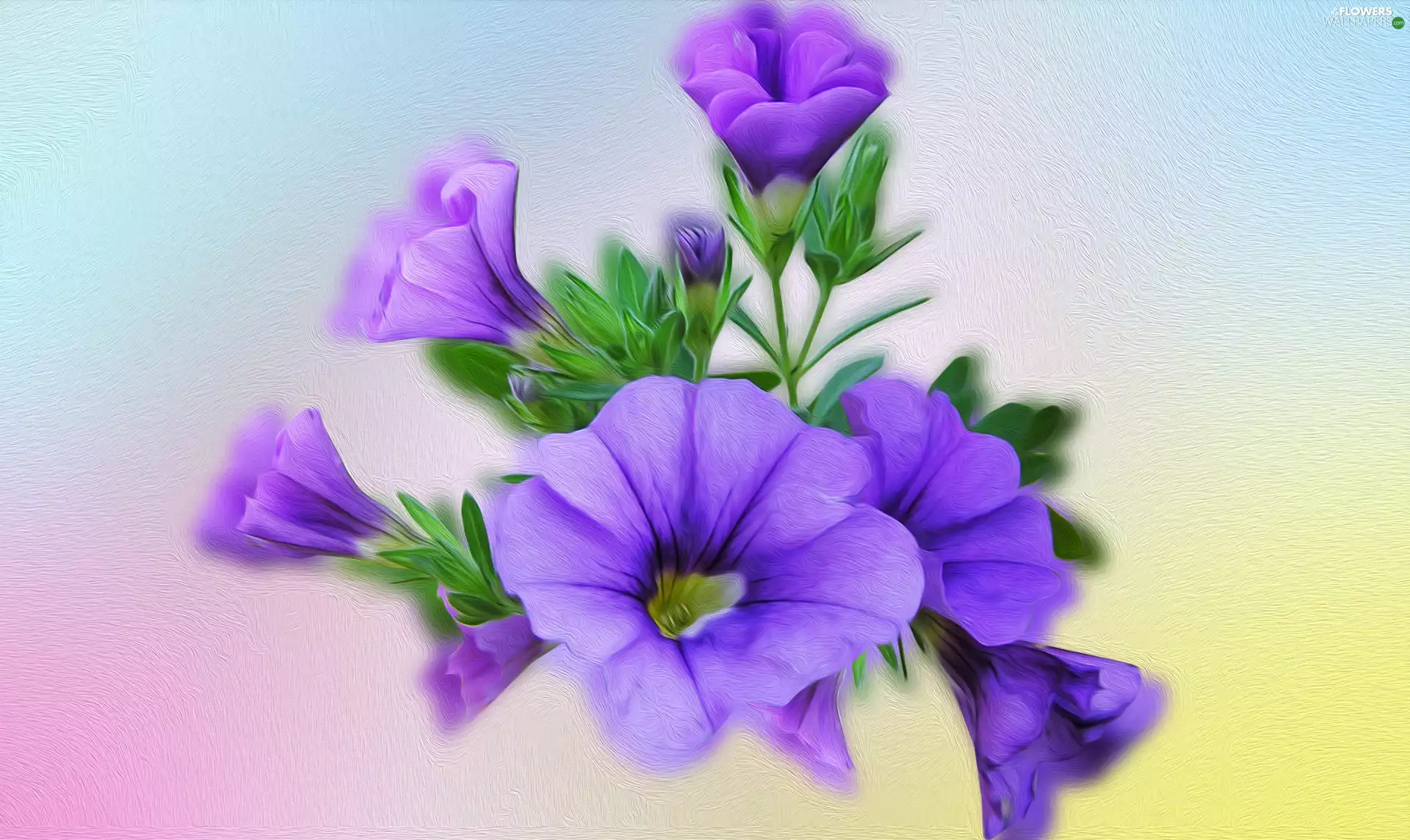 graphics, Flowers, petunia