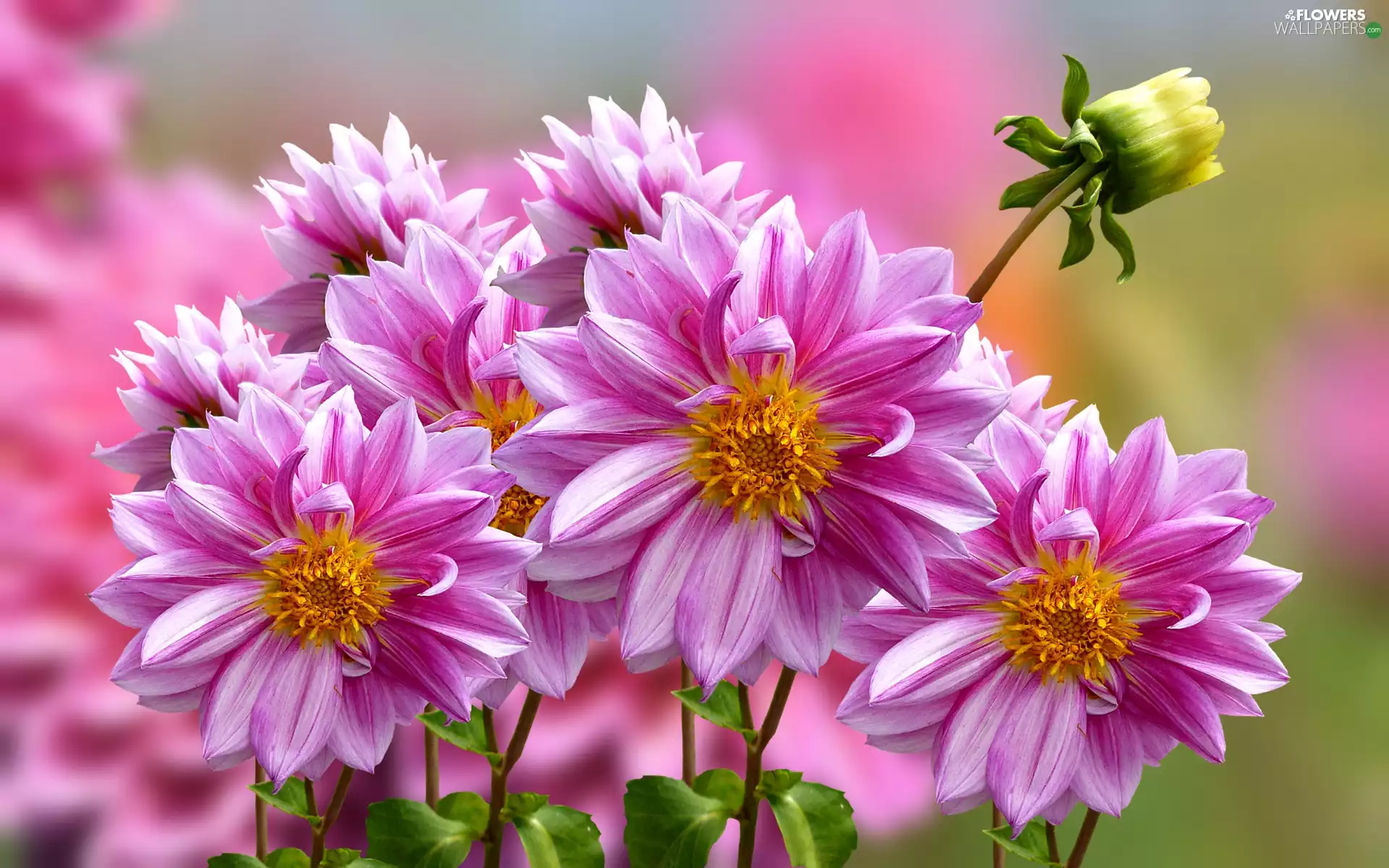 background, graphics, Pink, dahlias, Flowers