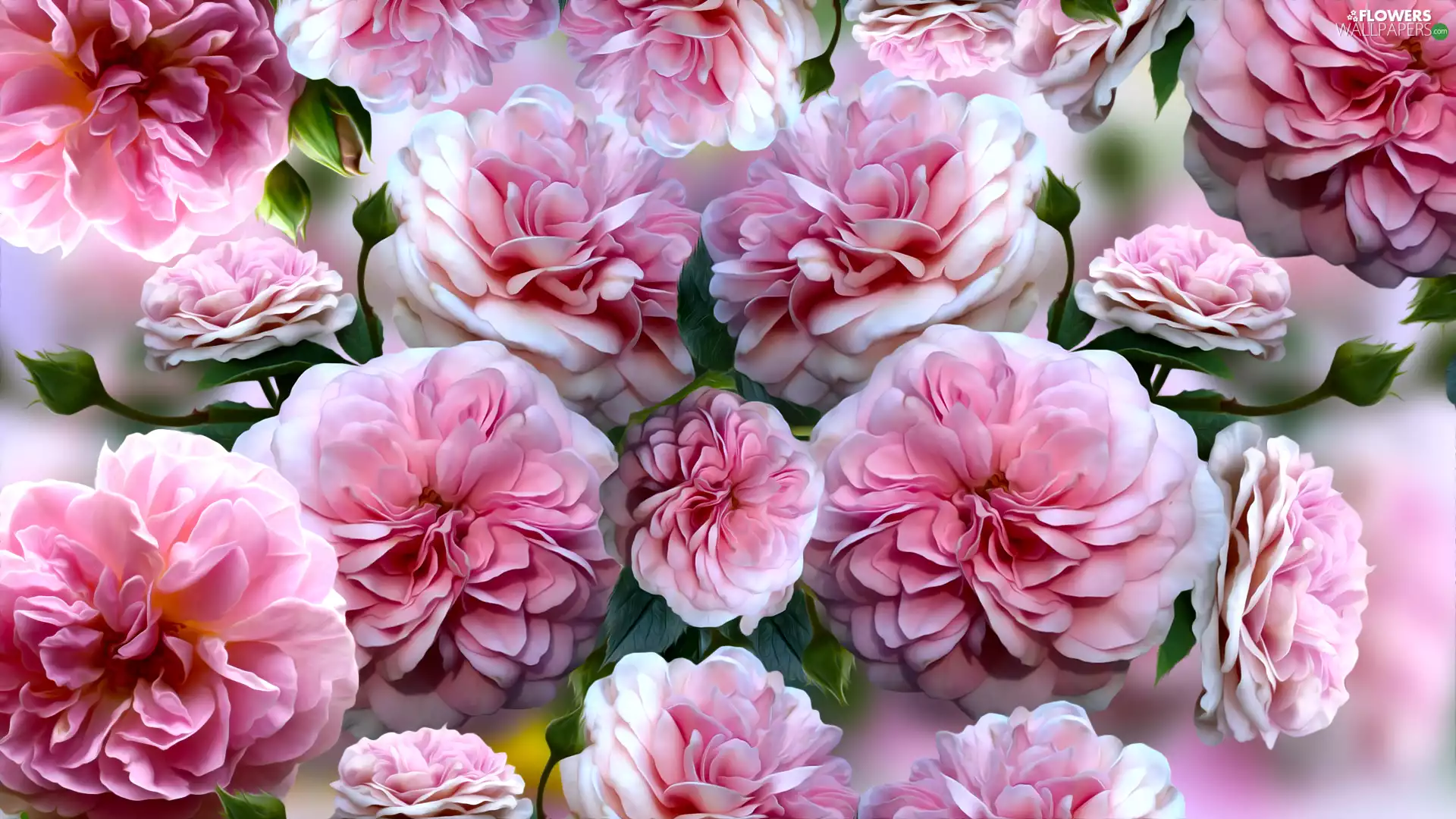 roses, graphics, Pink, developed, Flowers