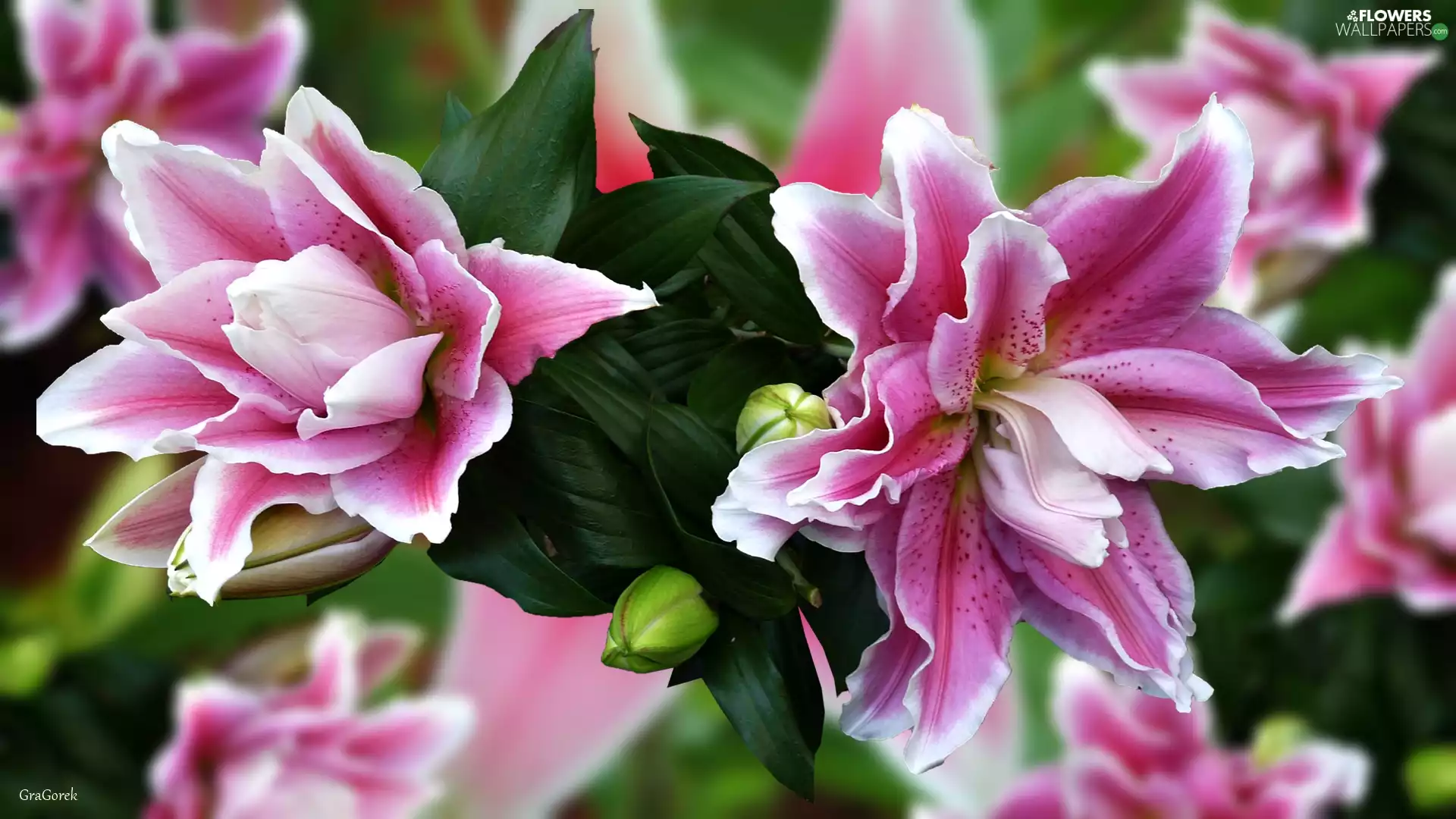 Buds, graphics, Pink, lilies, Flowers