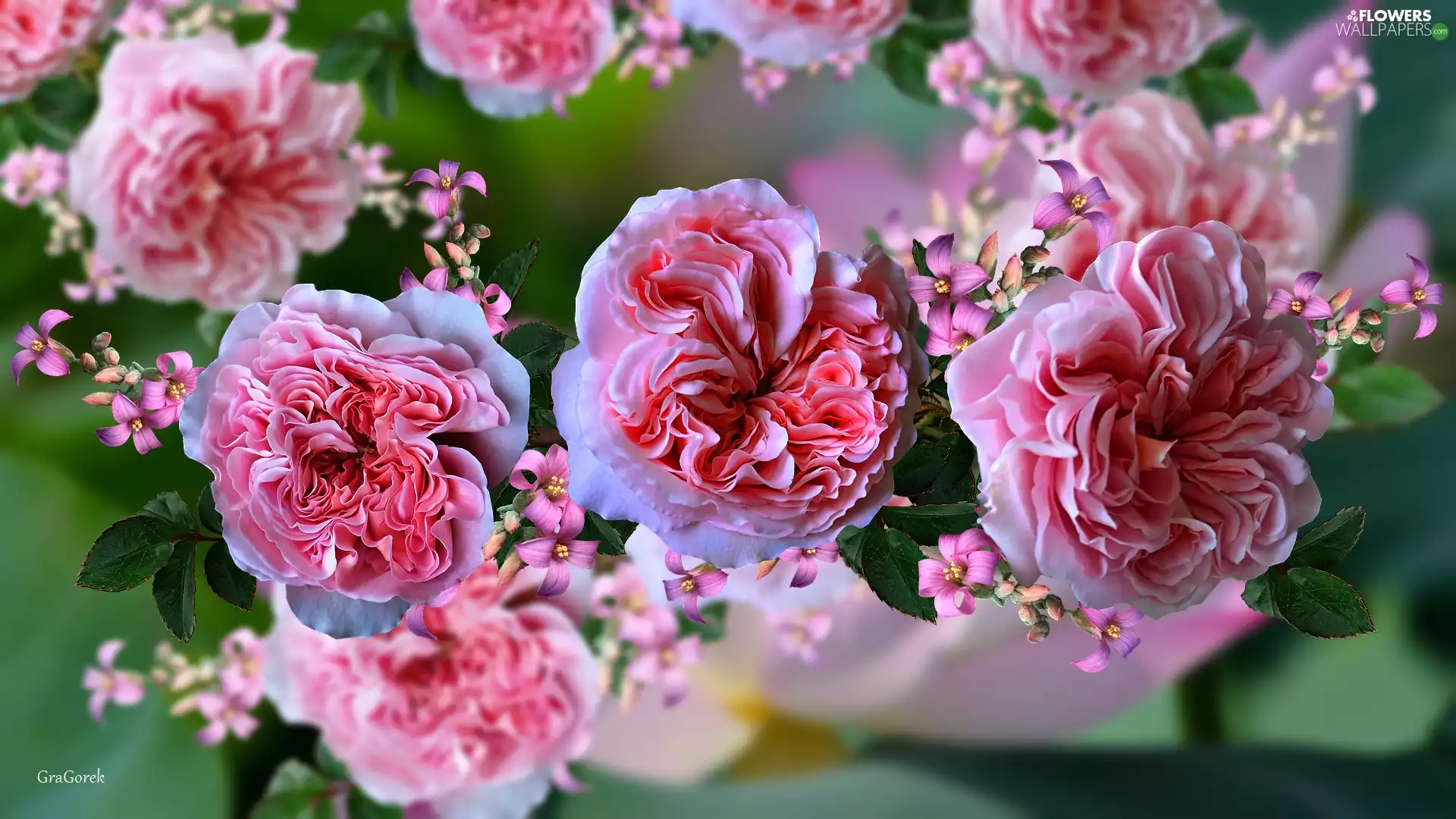 2D Graphics, Pink, roses, Flowers