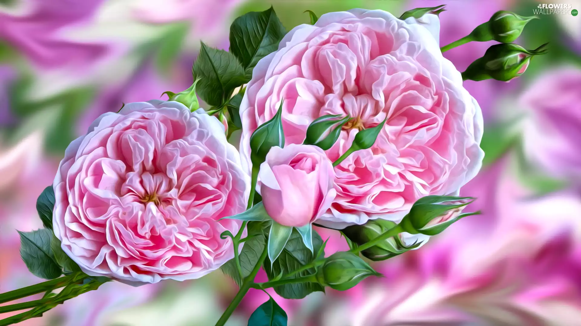 Buds, graphics, Pink, roses, Flowers