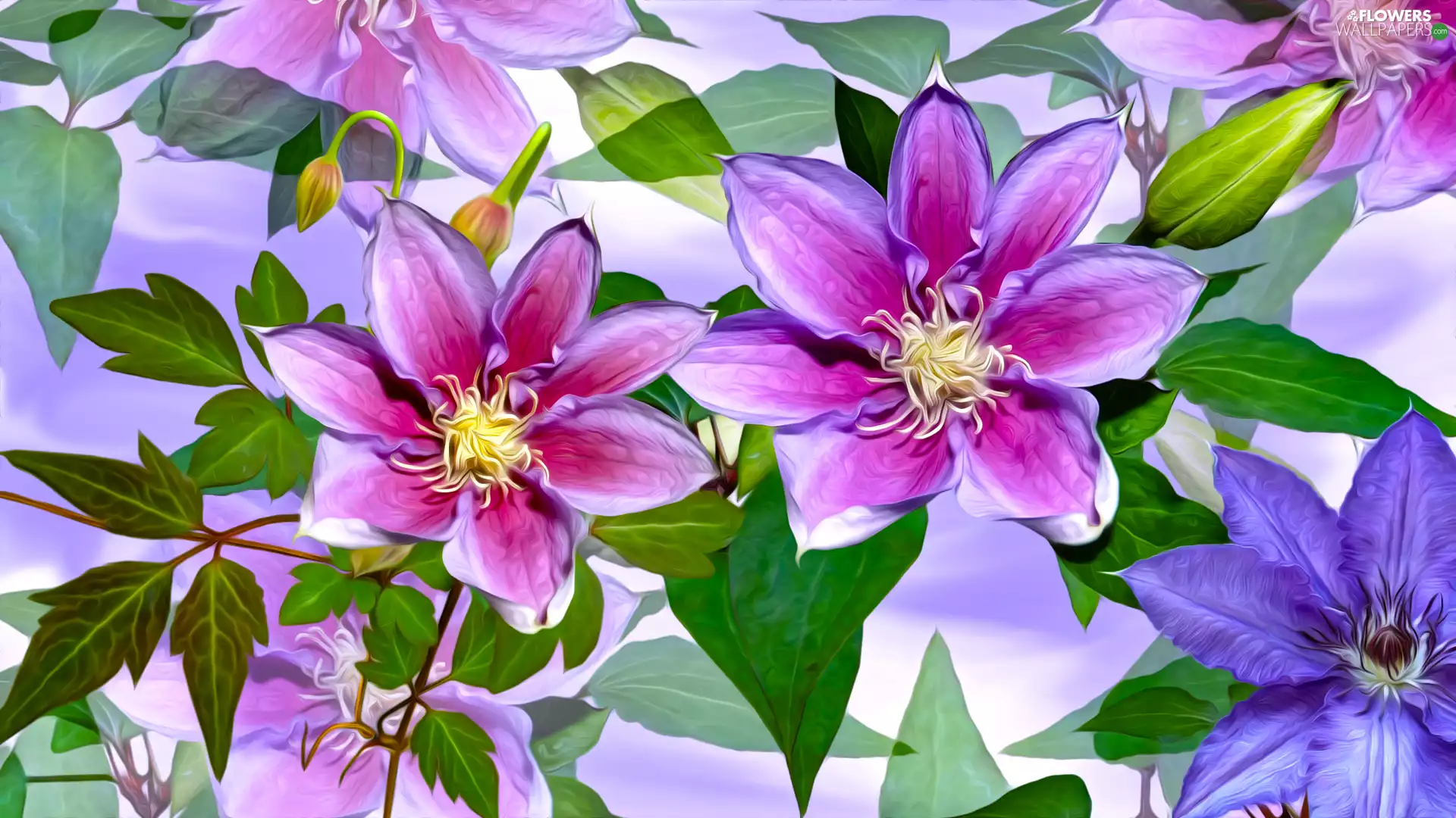 Clematis, graphics, Pink, Violet, Flowers