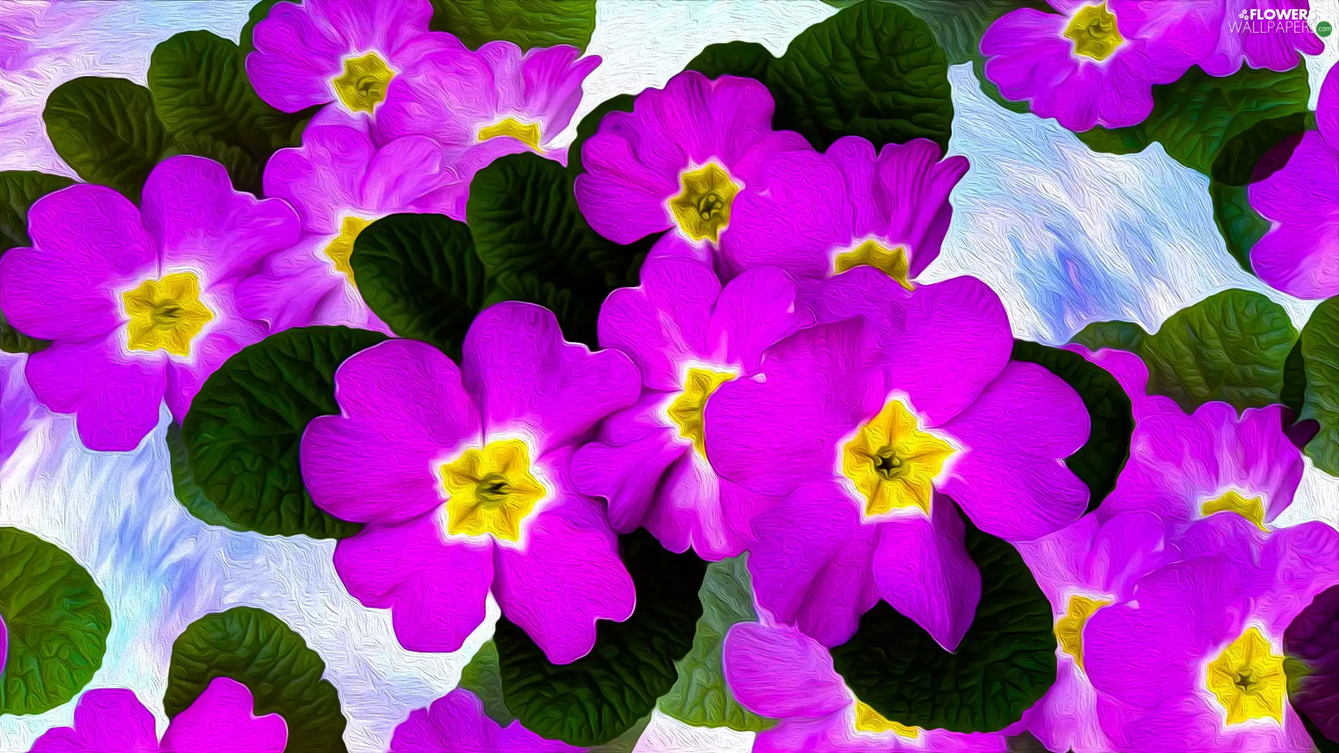 graphics, Flowers, primroses