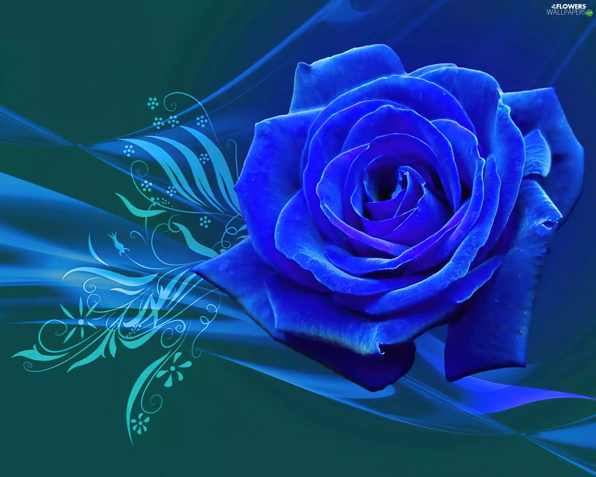 graphics, Blue, rose