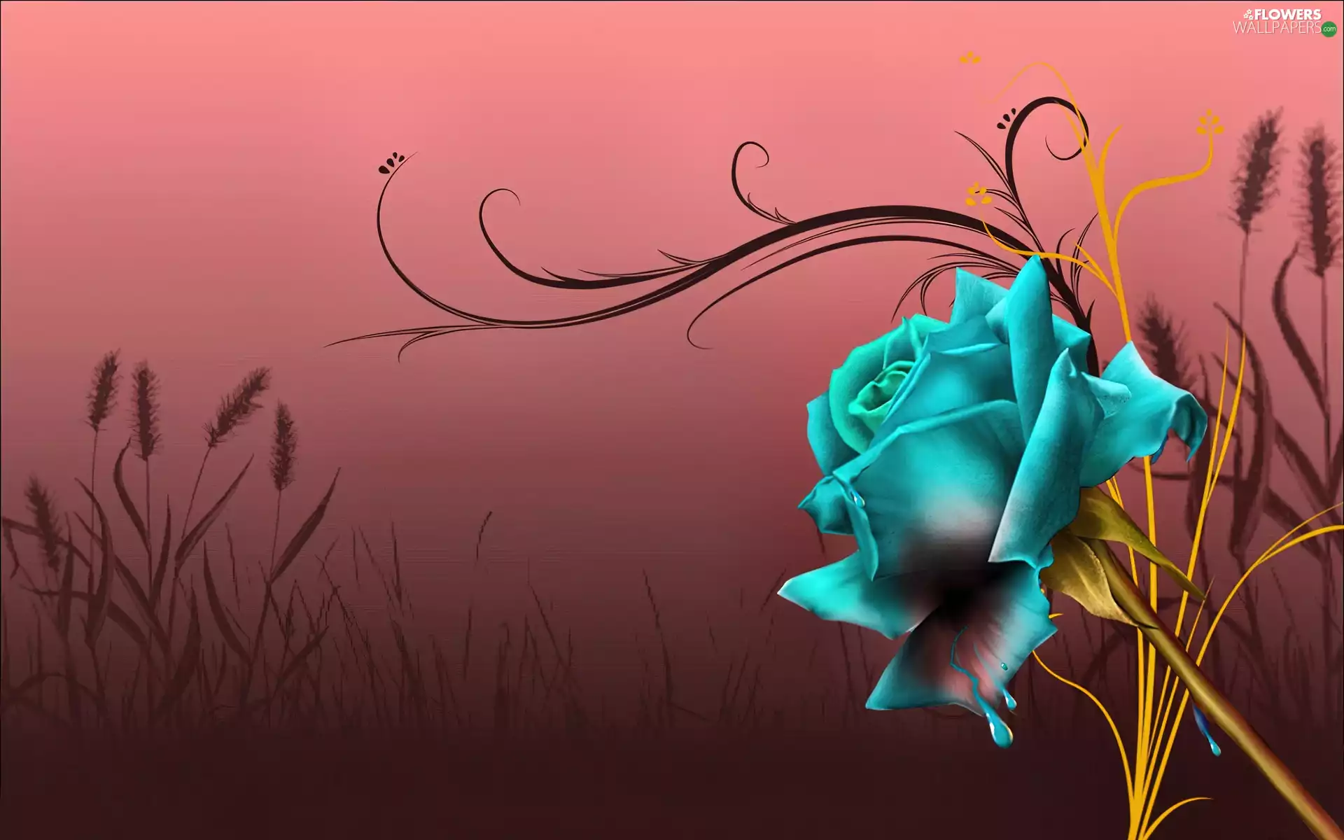 an, Blue, tle, graphics, pink, rose