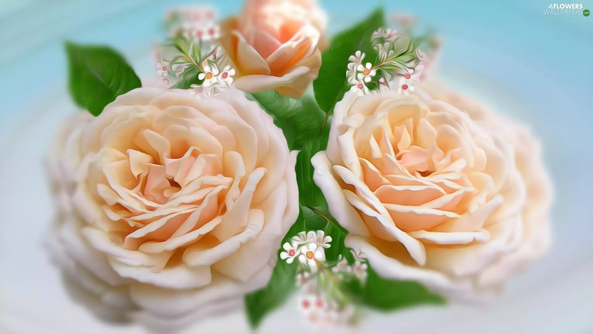 graphics, cream, roses