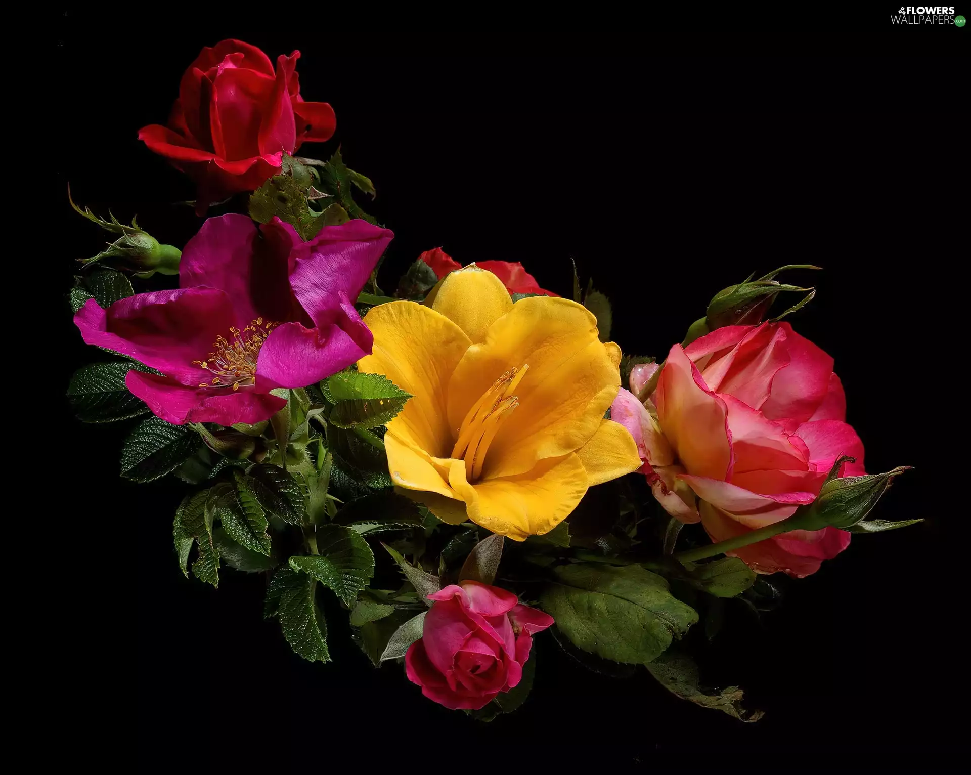 graphics, Flowers, roses