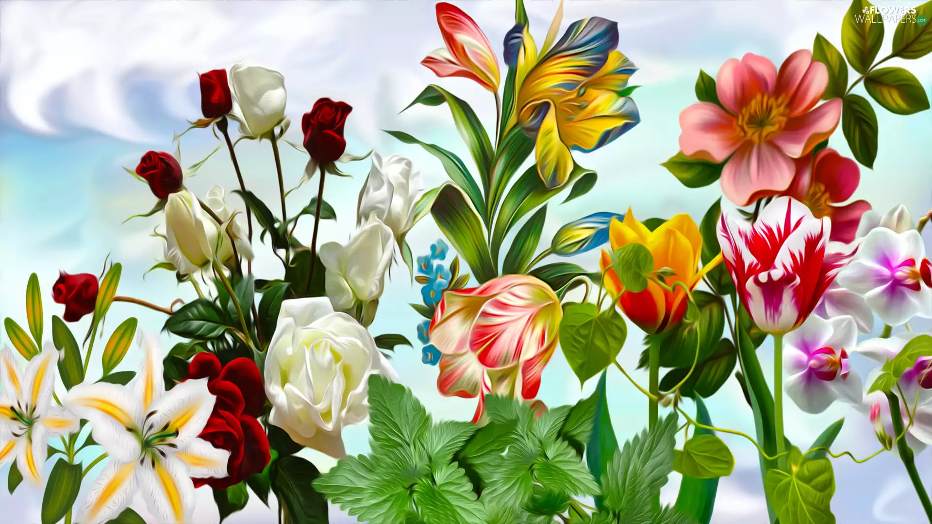 lilies, graphics, roses, Tulips, Flowers