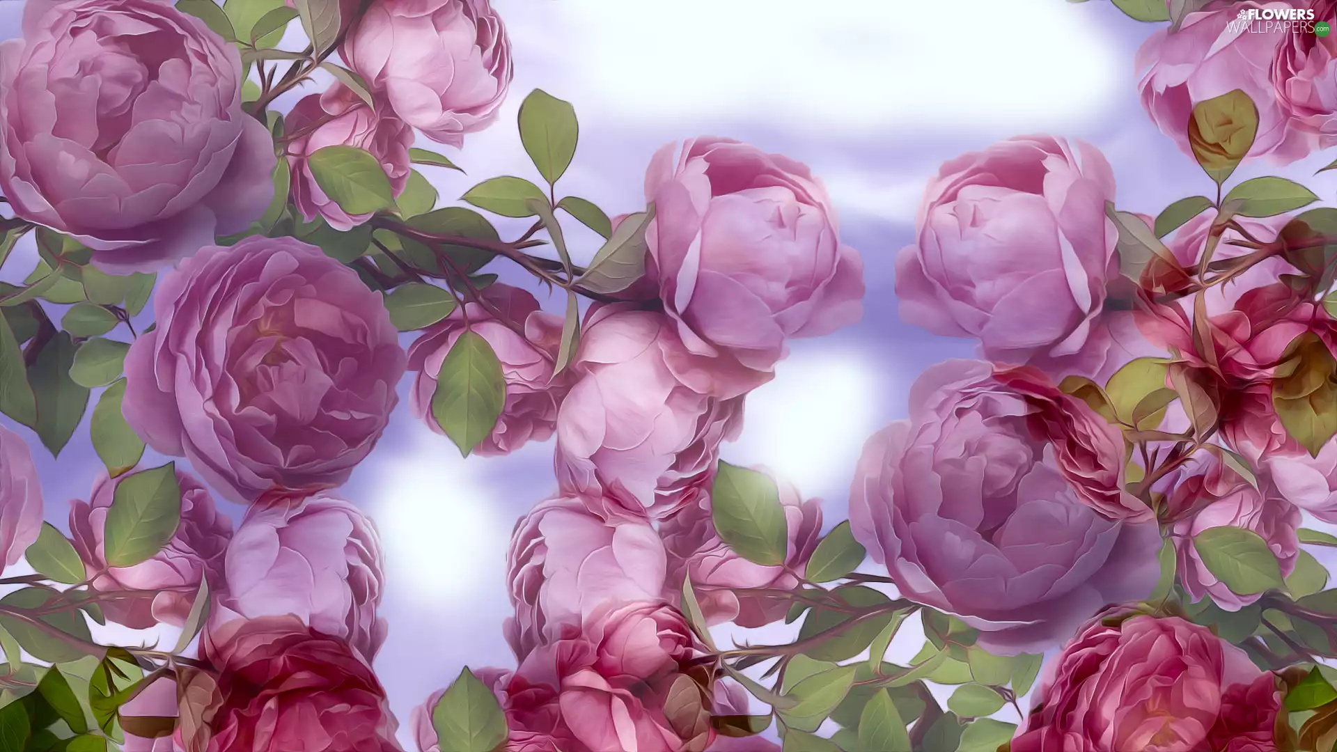 Buds, graphics, roses, Flowers, Pink