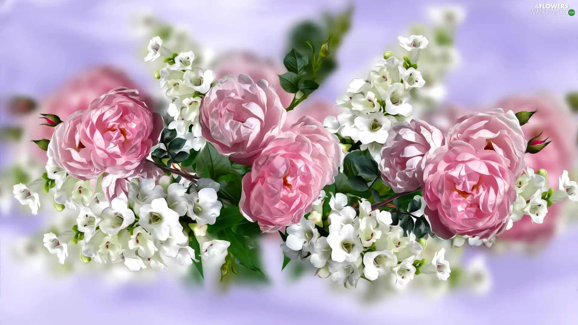 Flowers, graphics, roses, White, Pink